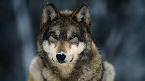 Wolf up close