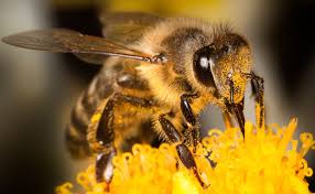 Photoof bee on sunflower