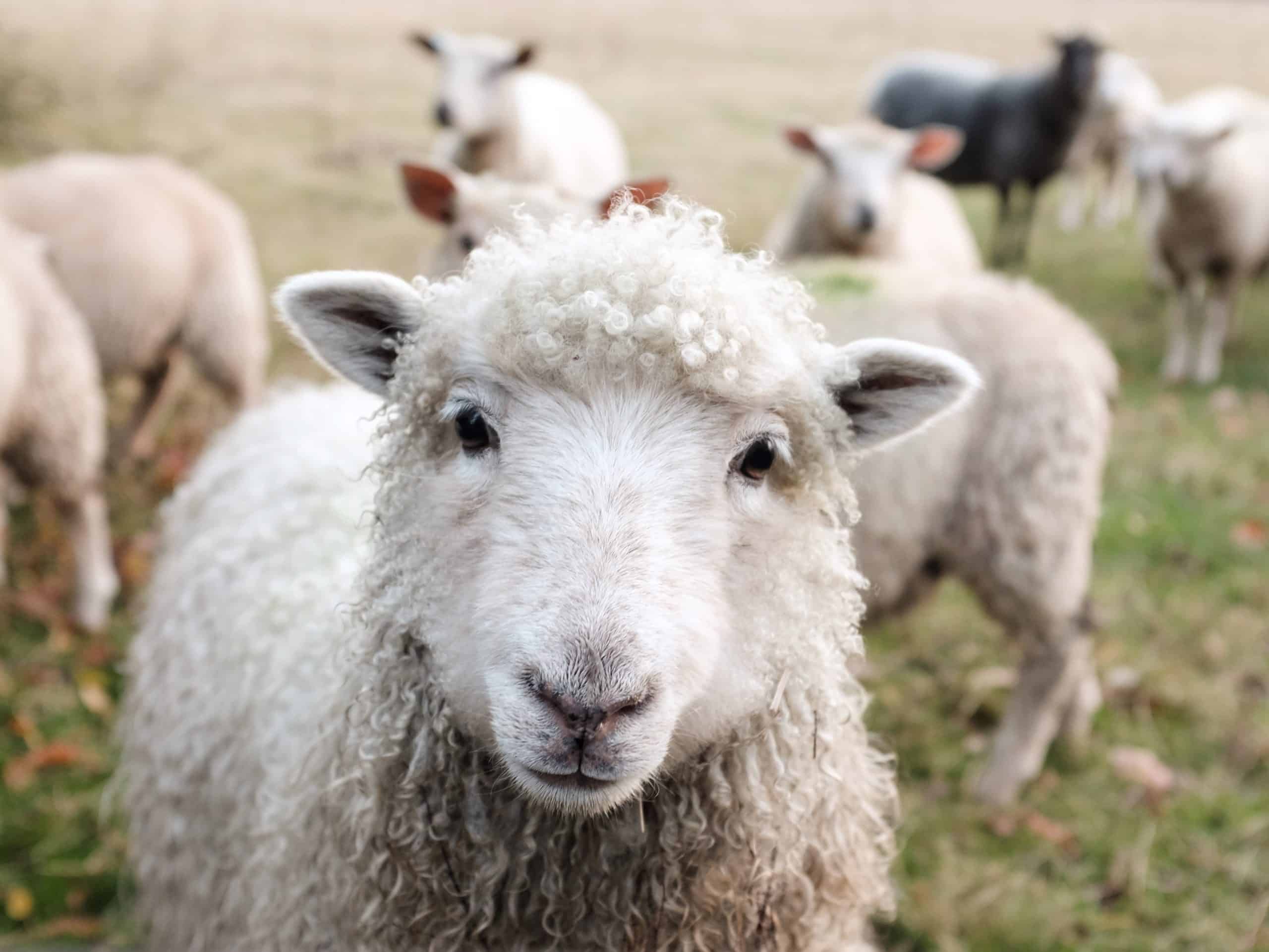 sHEEP IN THE FIELD