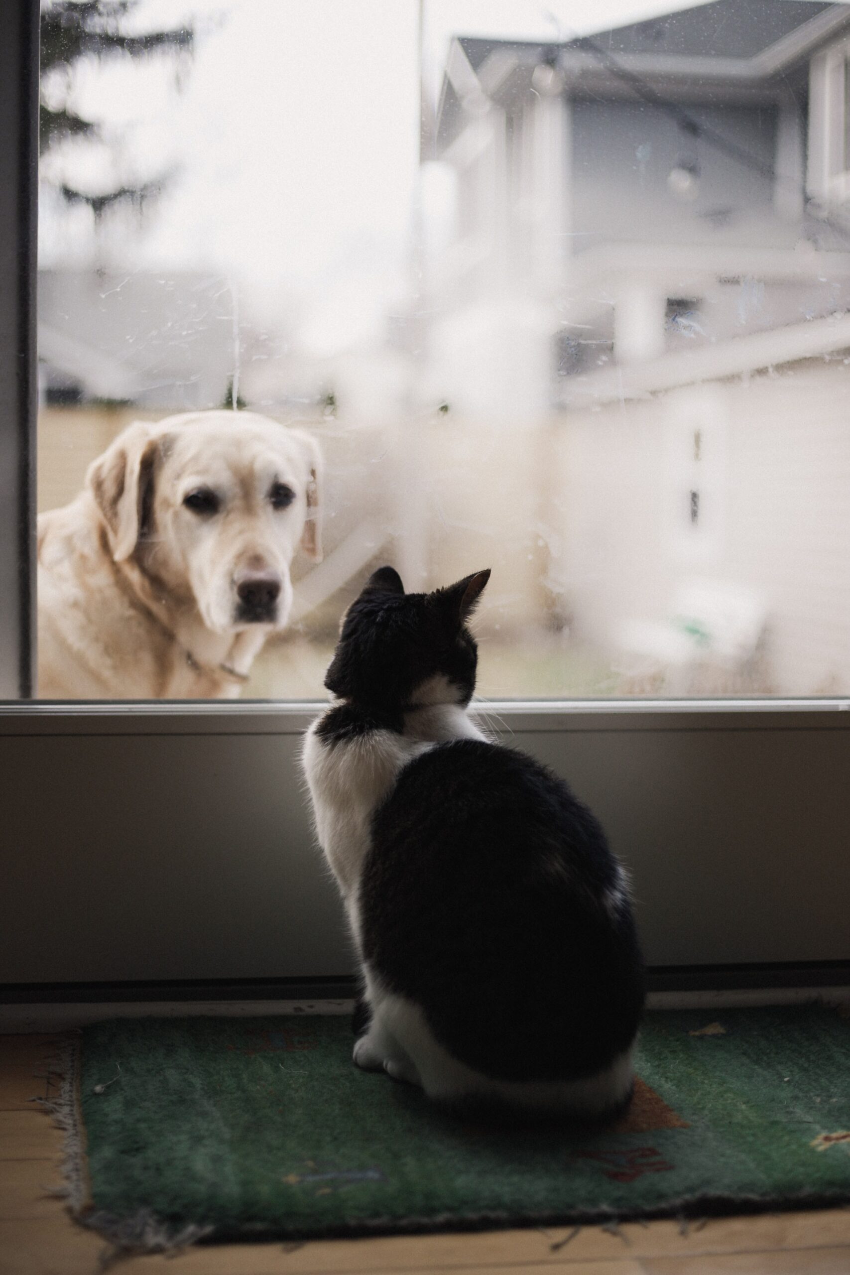 alexis-chloe-Golden R looking through patio window door at black and white cat-unsplash