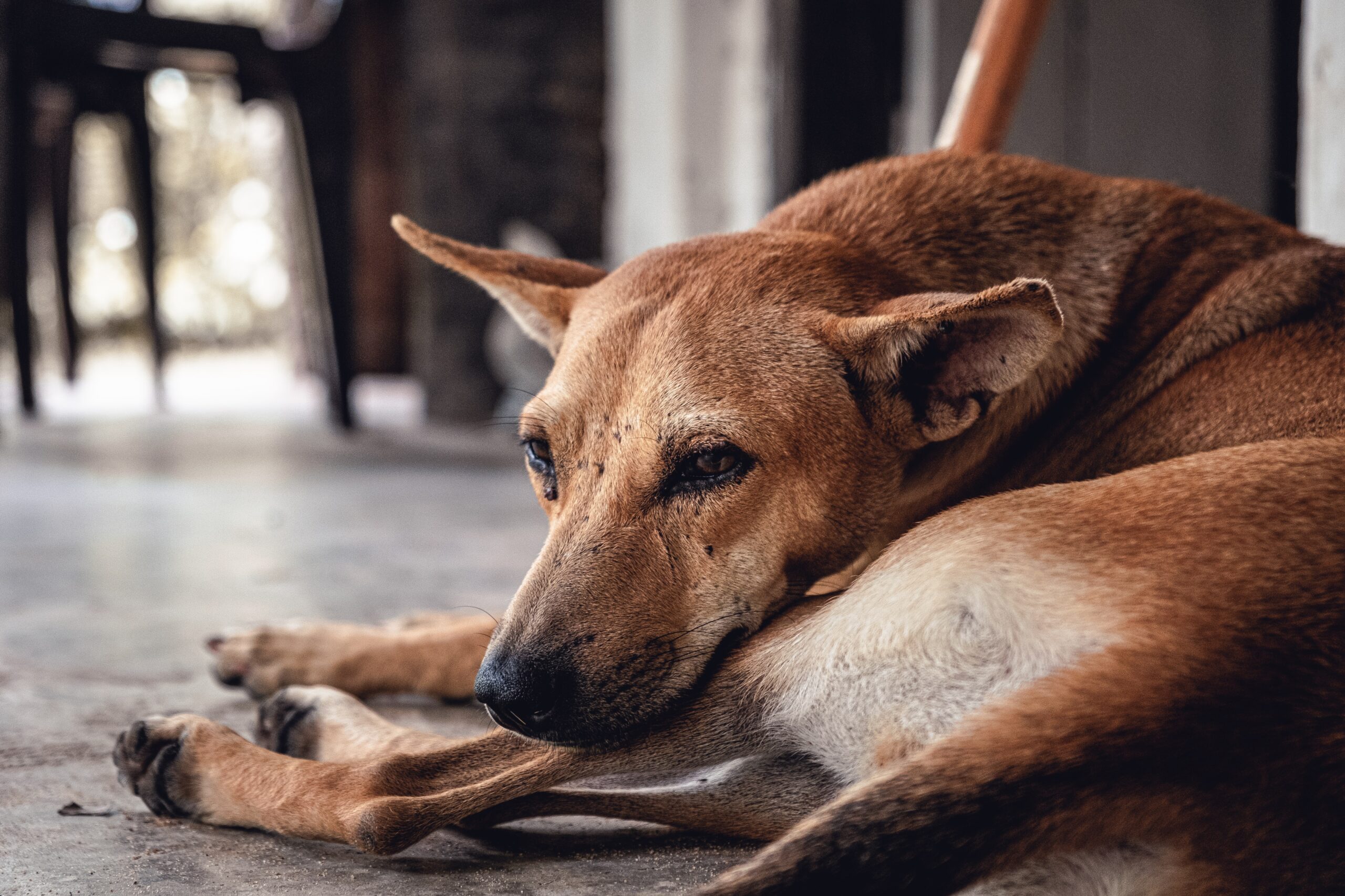 daniele-franchi-beautiful dog in repose-unsplash