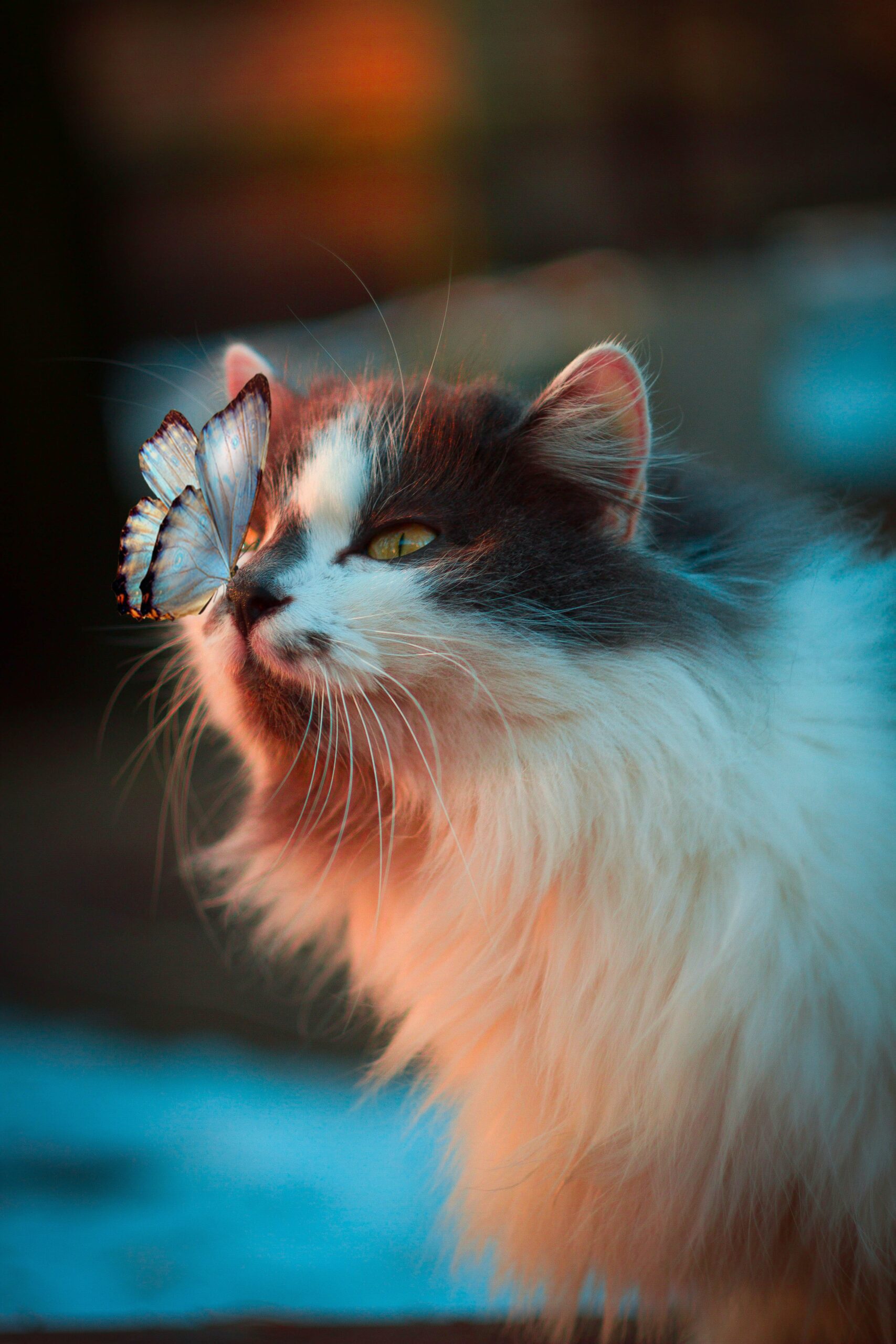 Fluffy cat with Butterfly landing on his nose by Karina Vorozheeva from Unsplash