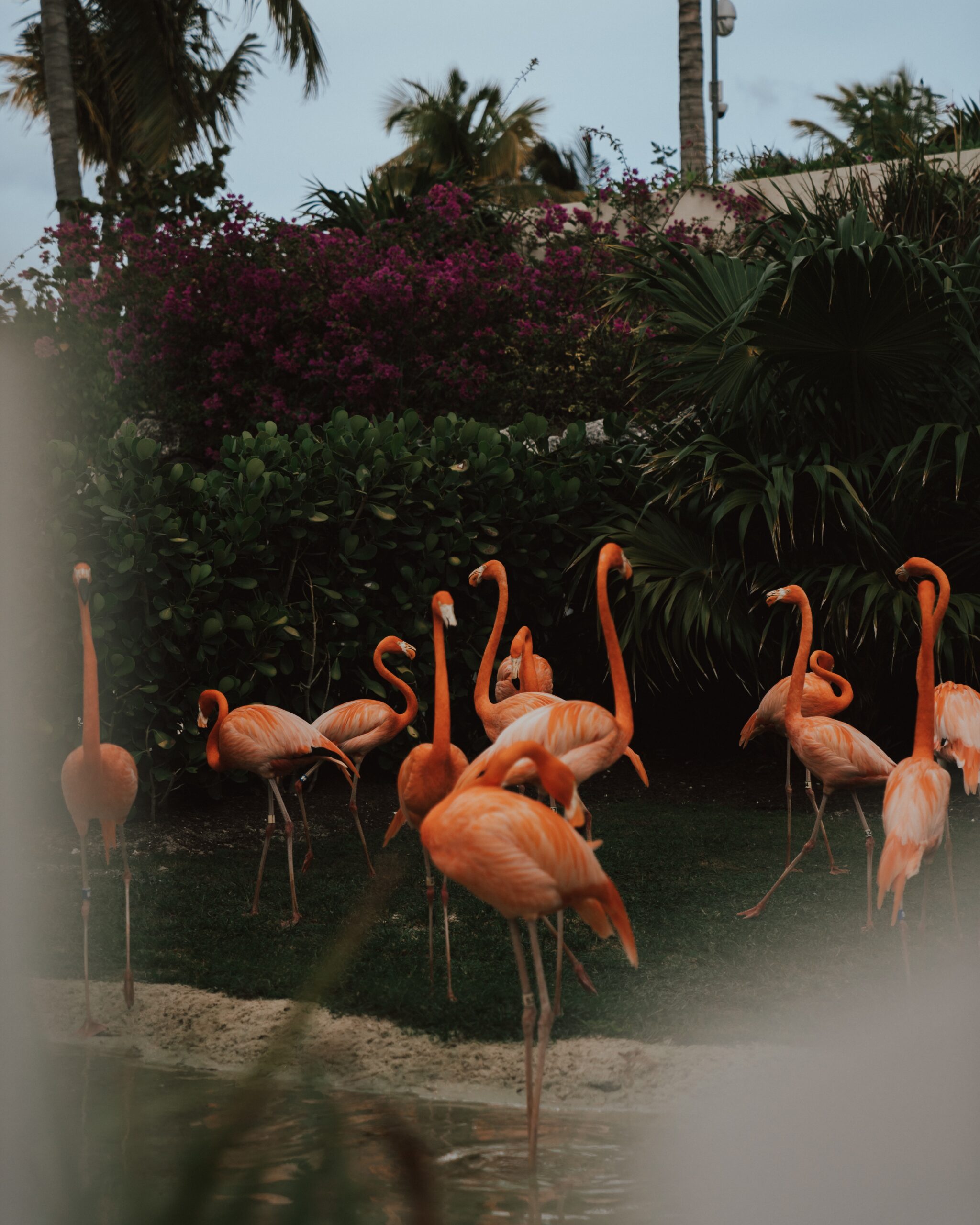 cody-board-Pink Flamingos-unsplash