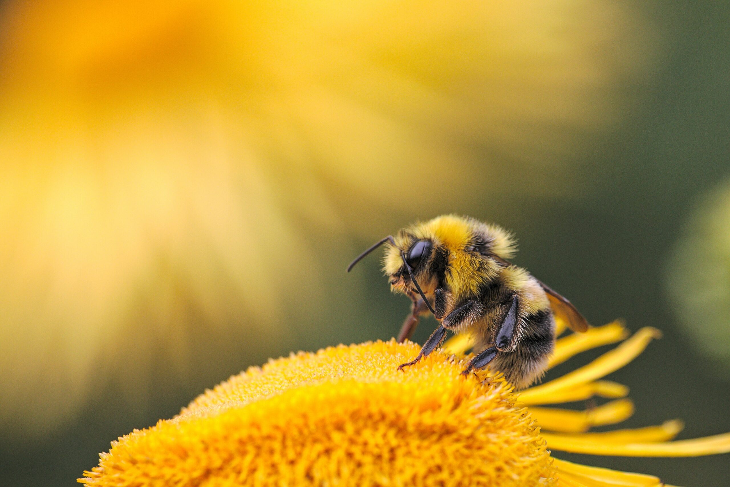 dmitry-grigoriev-Honey Bee up close on yellow flower petal collecting nectar-unsplash