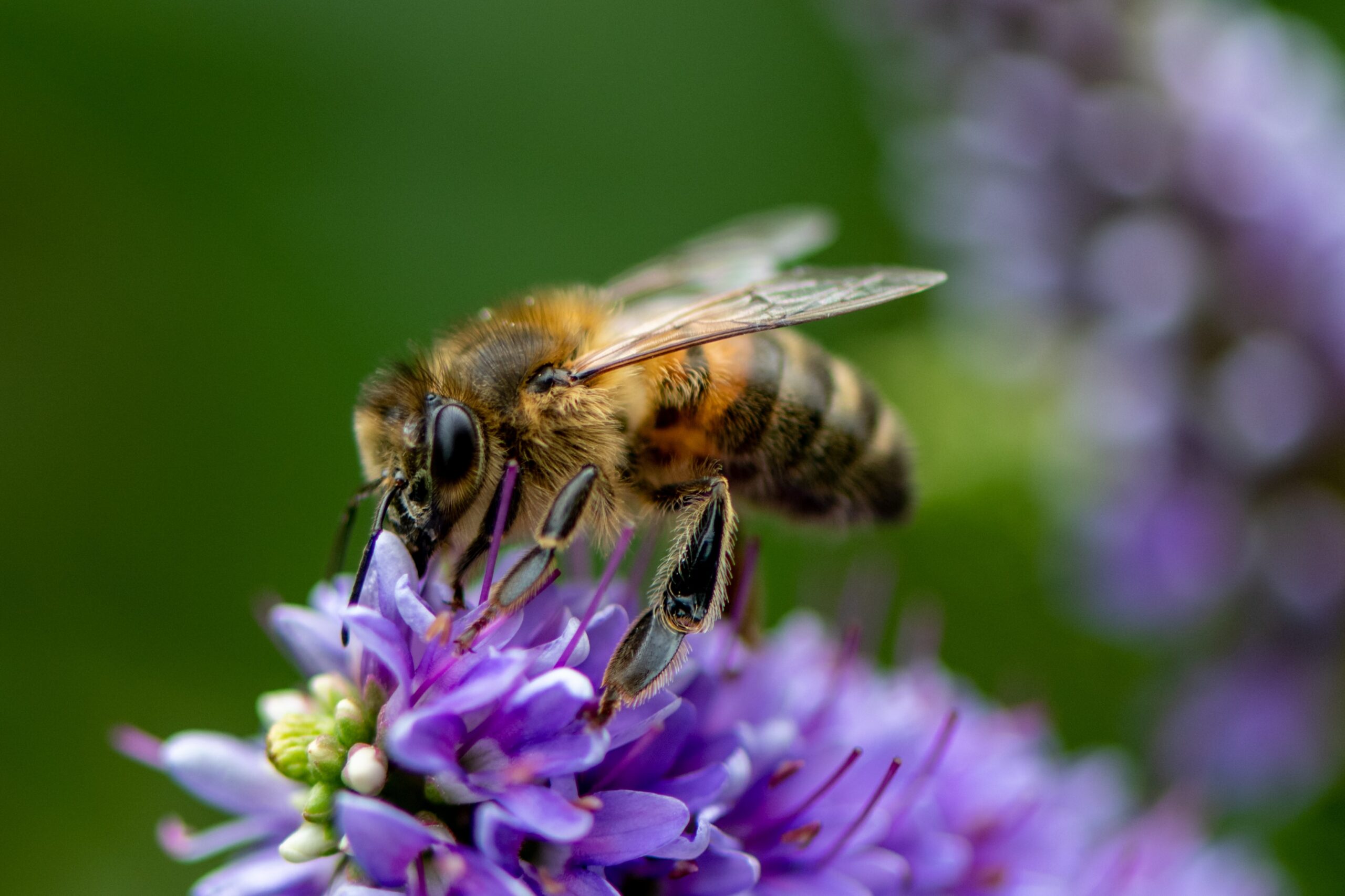 neil-harvey-Honey Bee up close on flower petal collecting nectar-unsplash