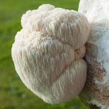 Lions Mane Mushrooms