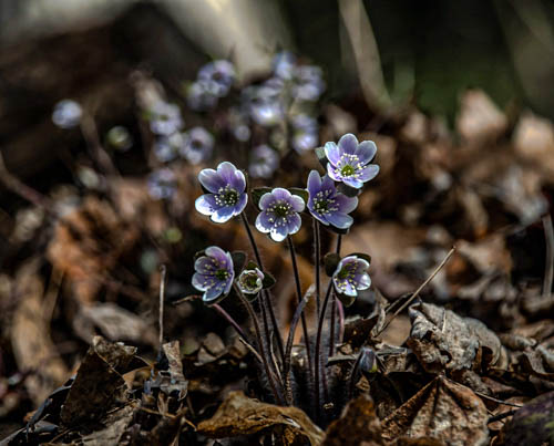 Wildflowers in woody area by Franklin Crawford