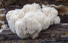 Lions Mane on Fallen Tree