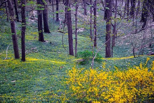 Wood area with naturalized flower beds