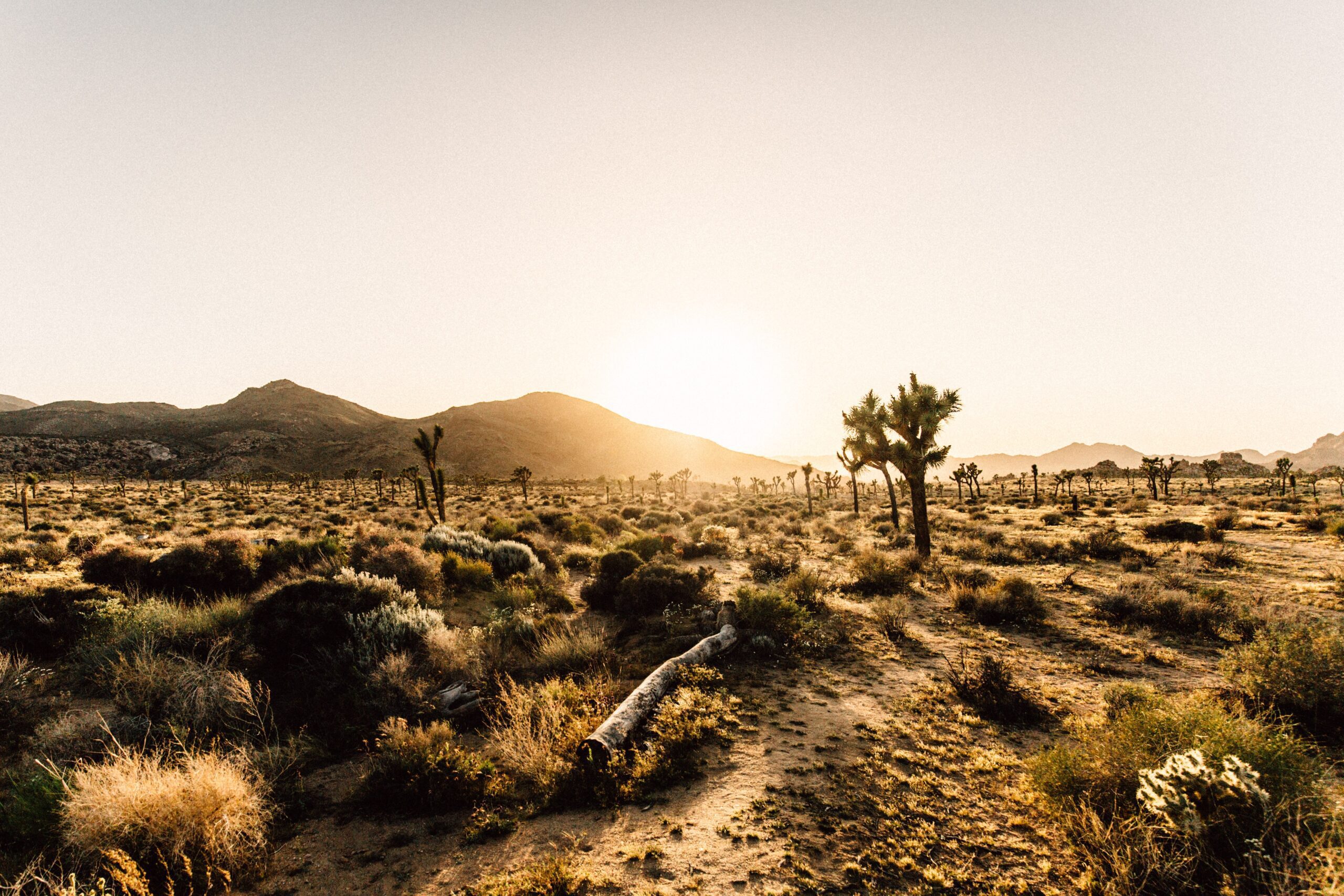 Mojave Desert scene by Andreas selter