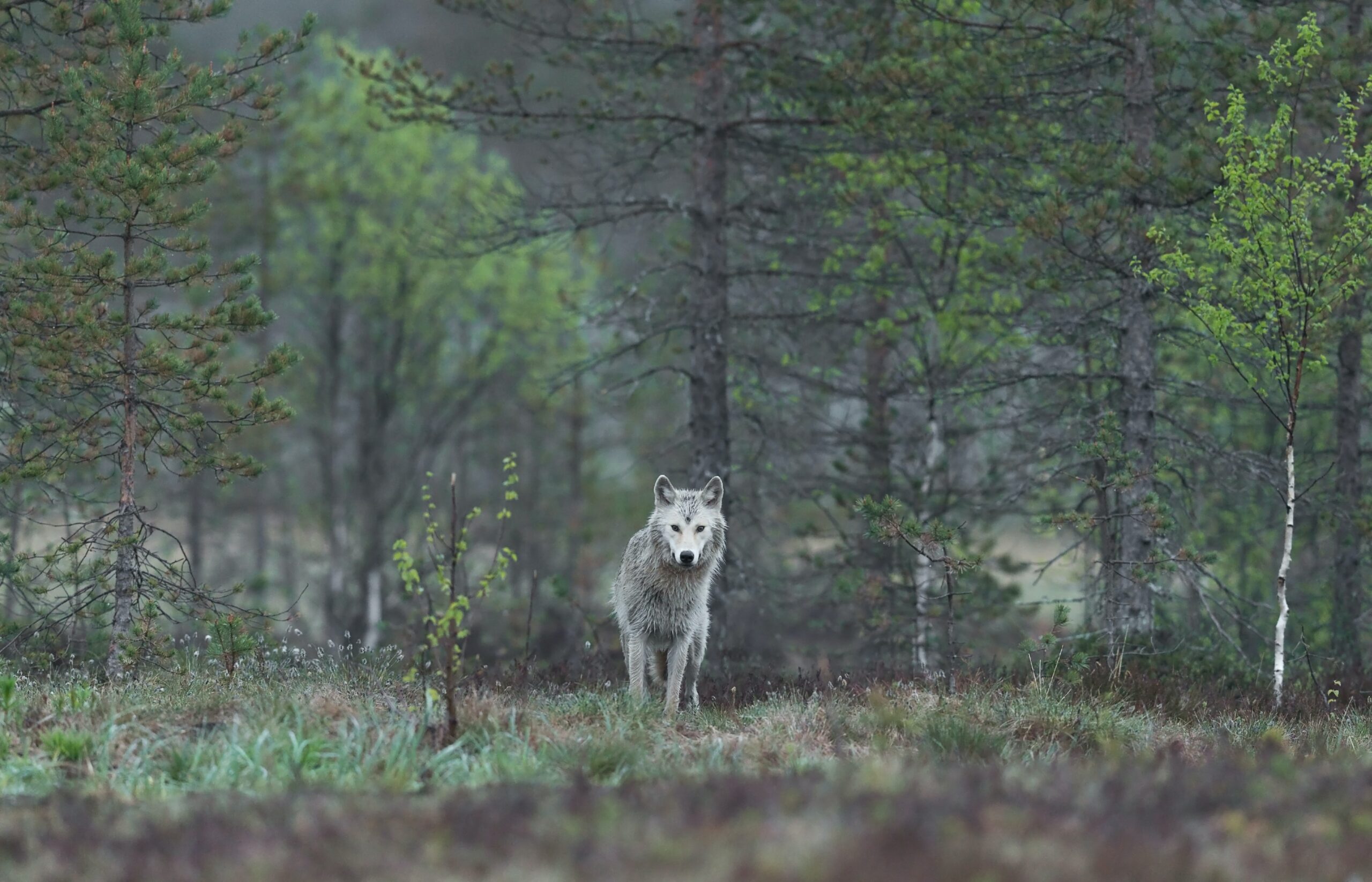 hans-veth-female wolf in field near forest edge-unsplash