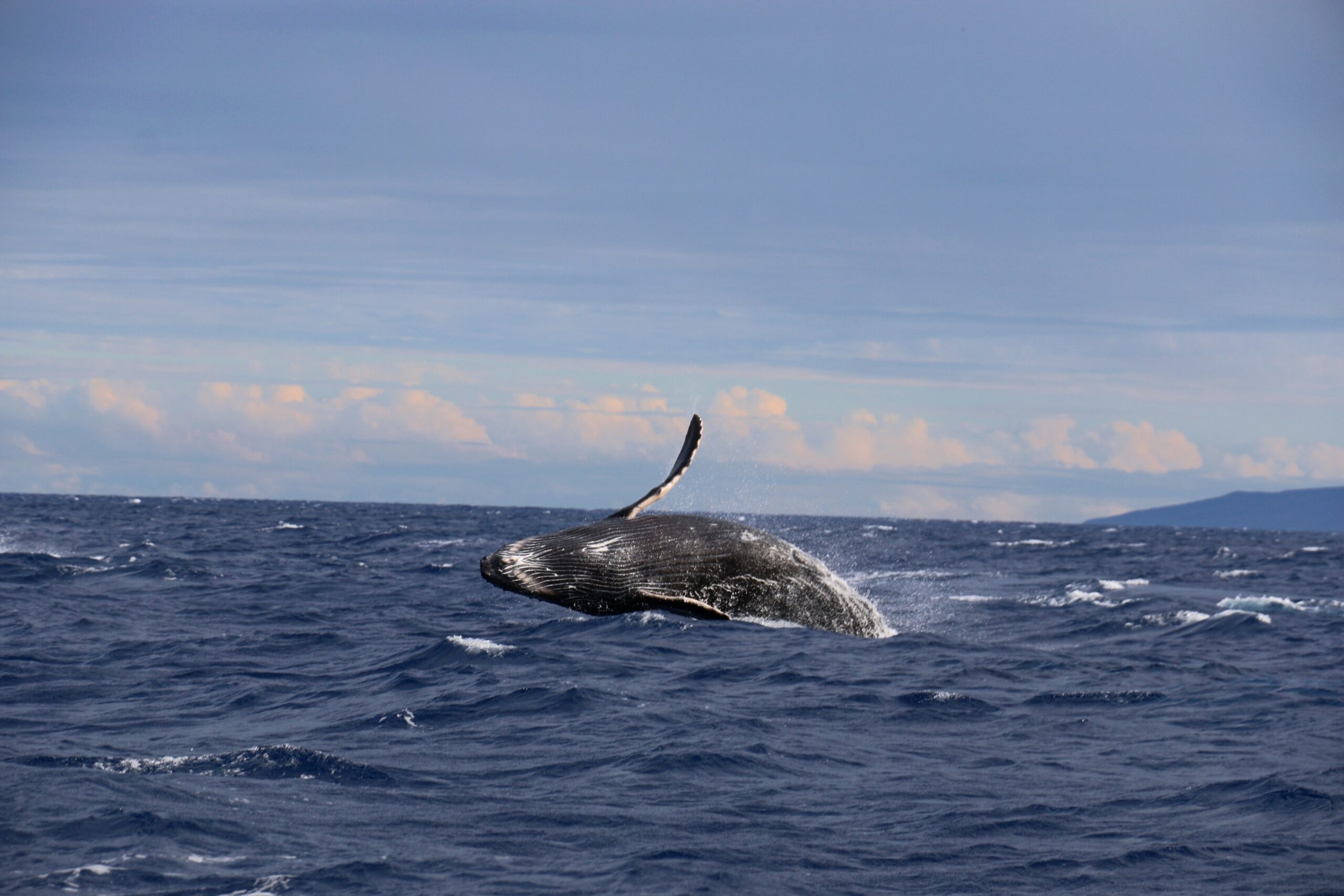 joshua-sukoff-Whale surfacing-unsplash