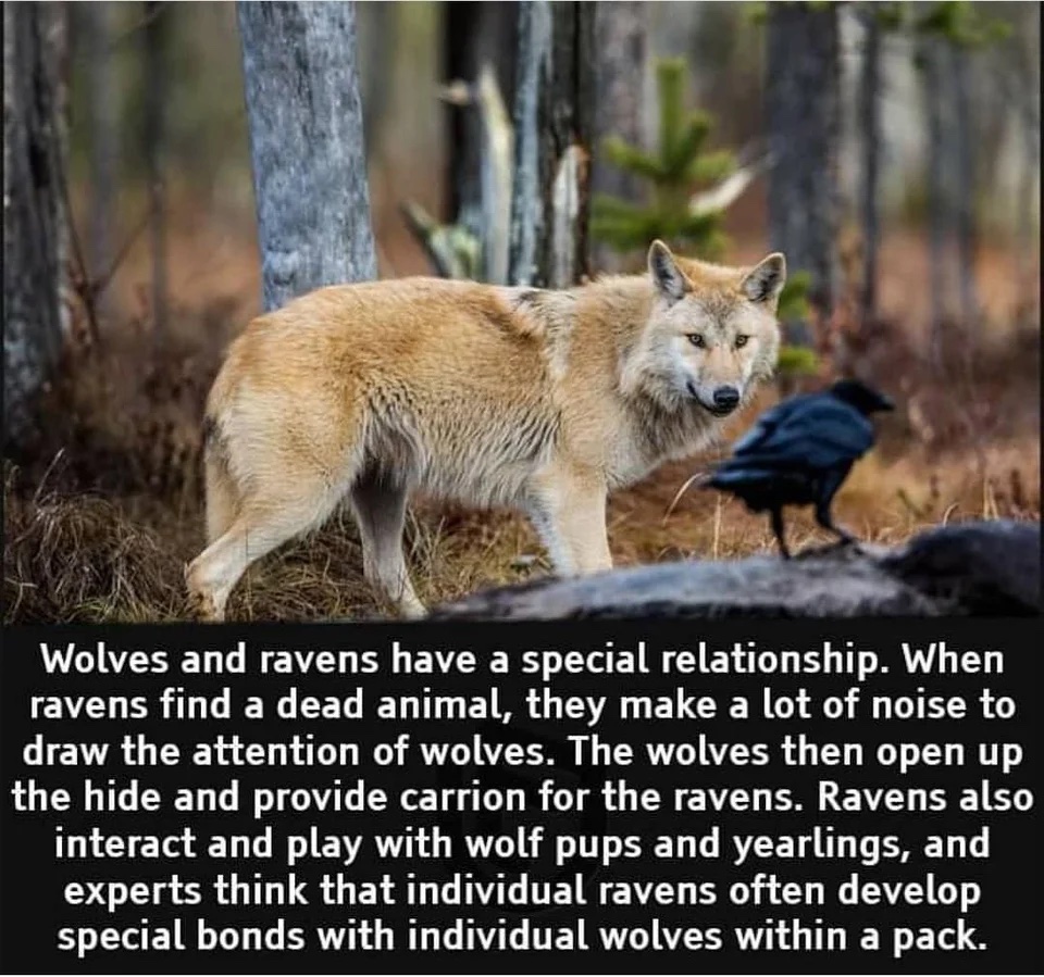 Wolves and Ravens.jpeg