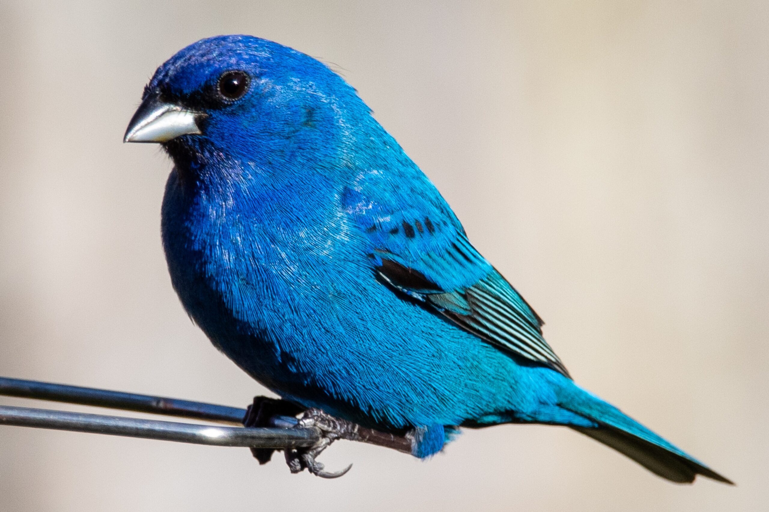 Bluebird on branch by Joshua j Cotten on Unsplash