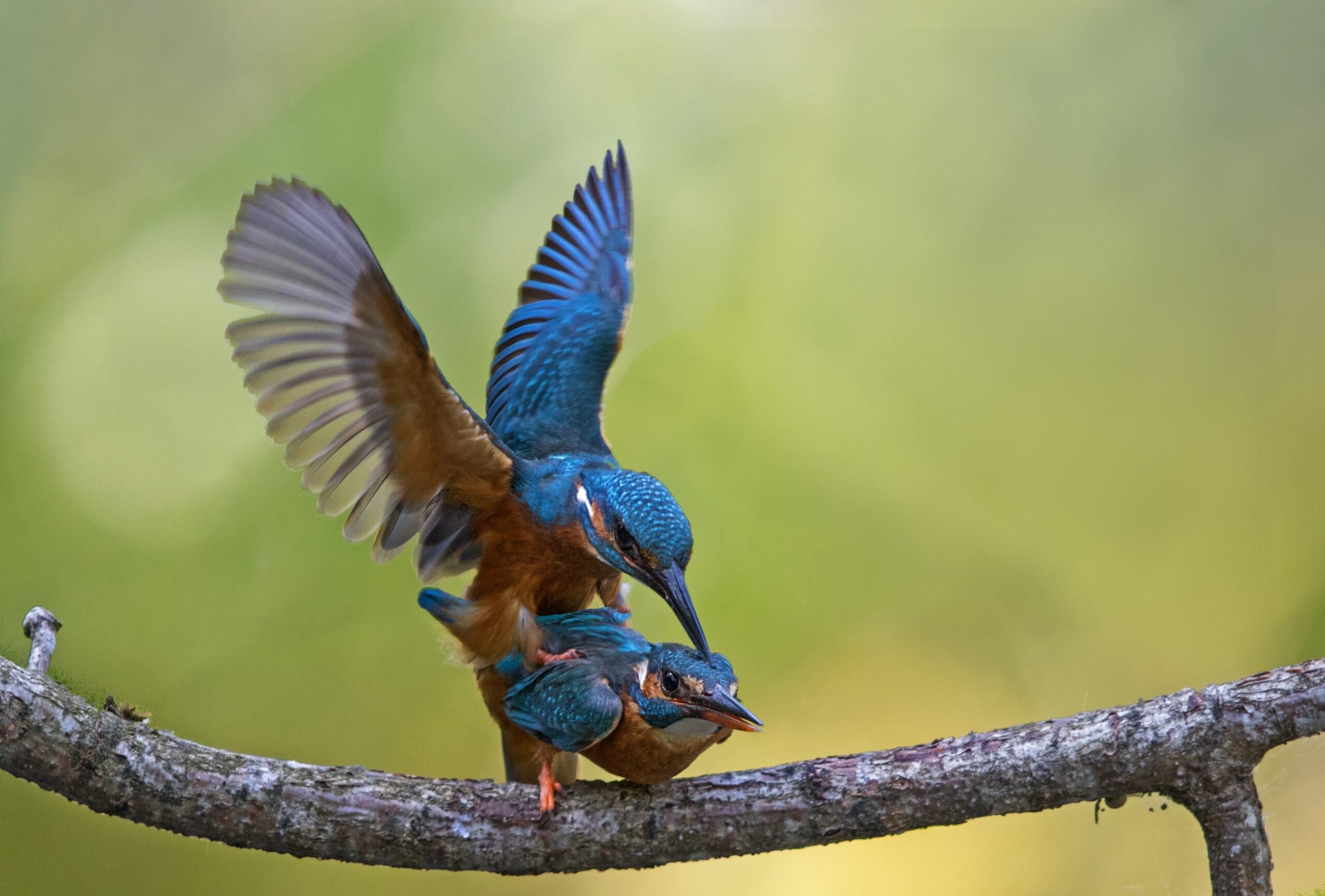 Bluebirds copulating on tree branch by dorothea oldani aldp