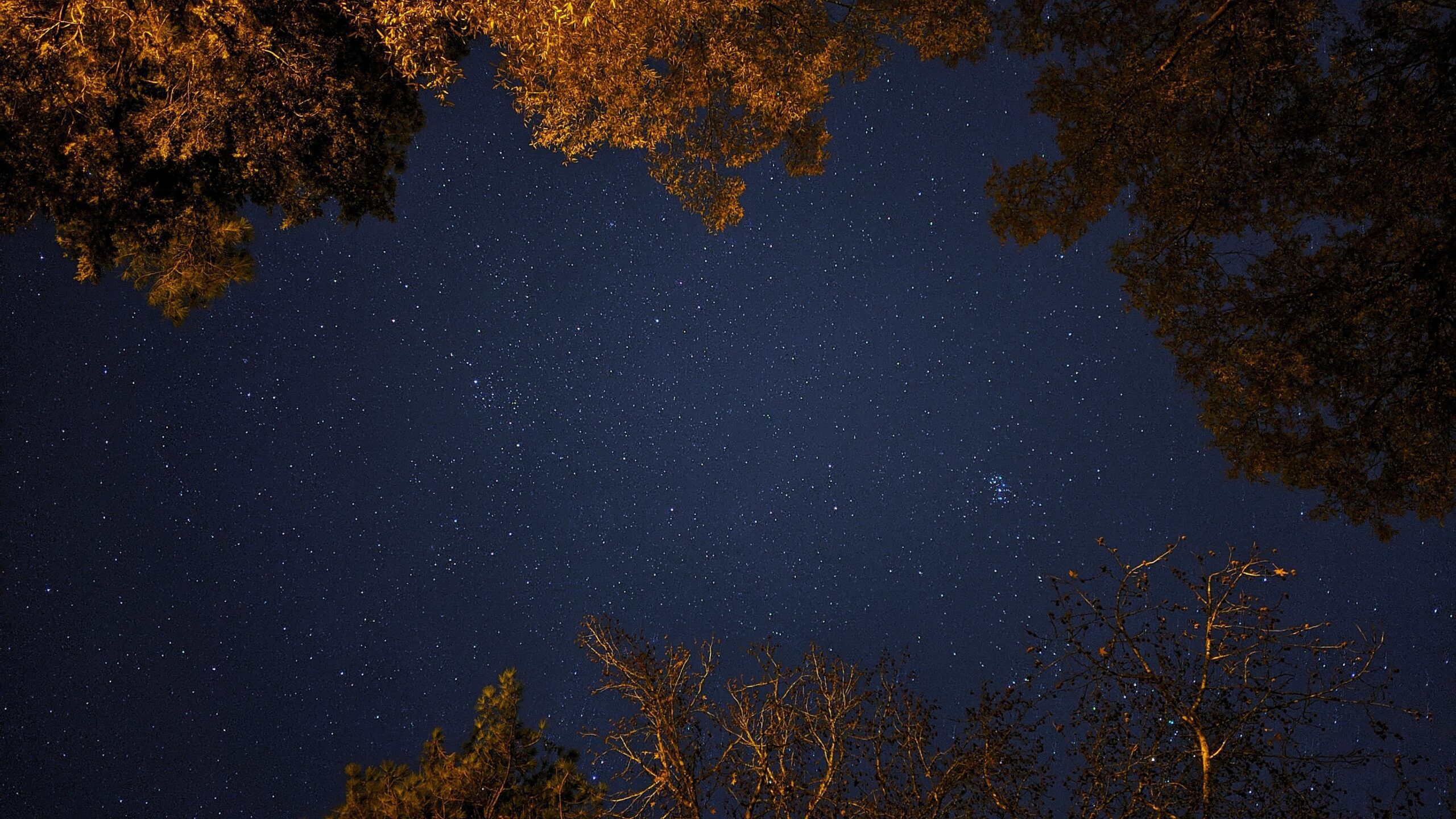 chuck-givens-starlit sky through the trees-unsplash