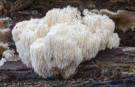 Lions Mane on Fallen Tree 