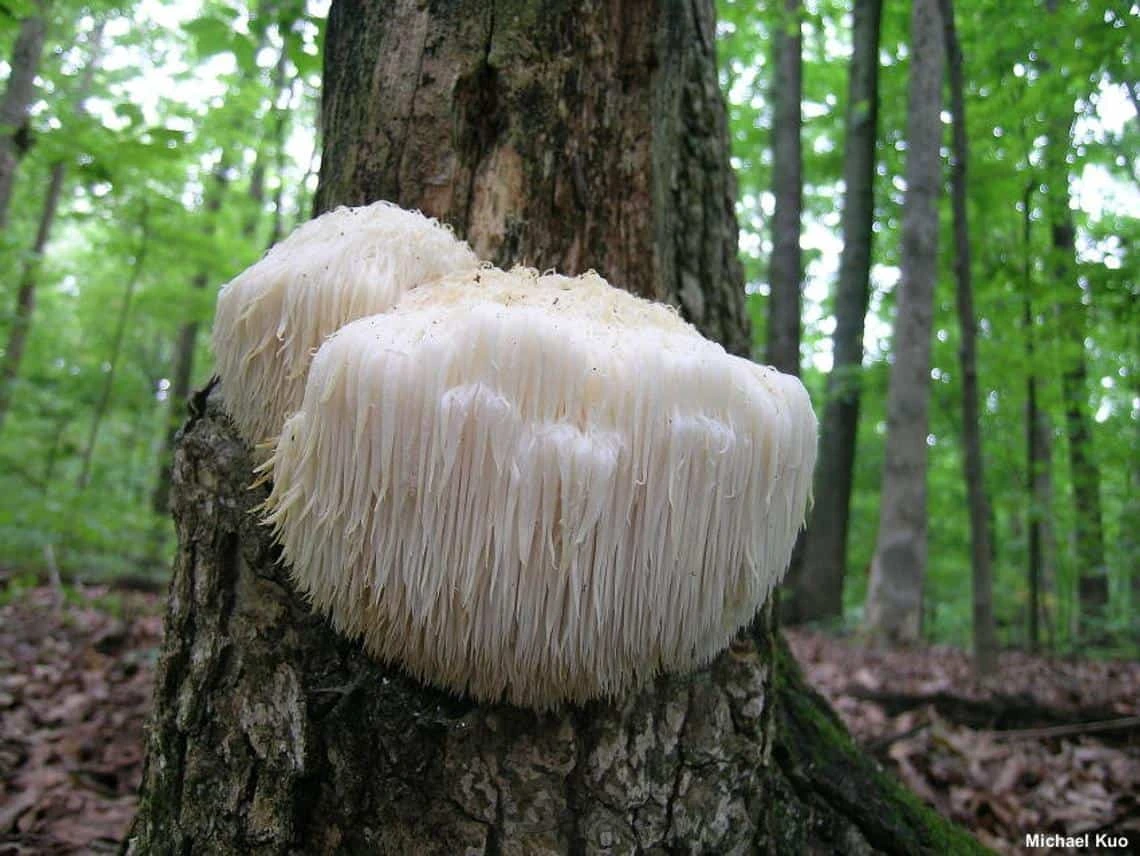 Lions Mane Image 2