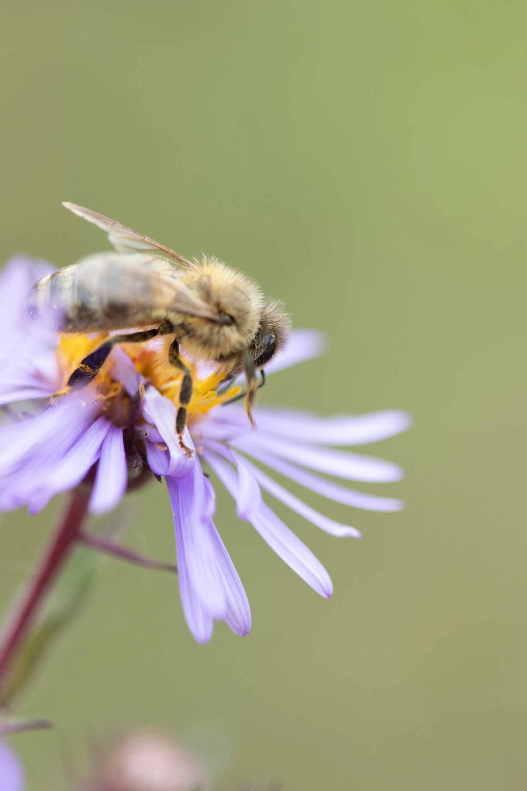 cameron-ballantyne-smith-Honey Bee on Purple Coneflower collecting nectar up close shot-unsplash