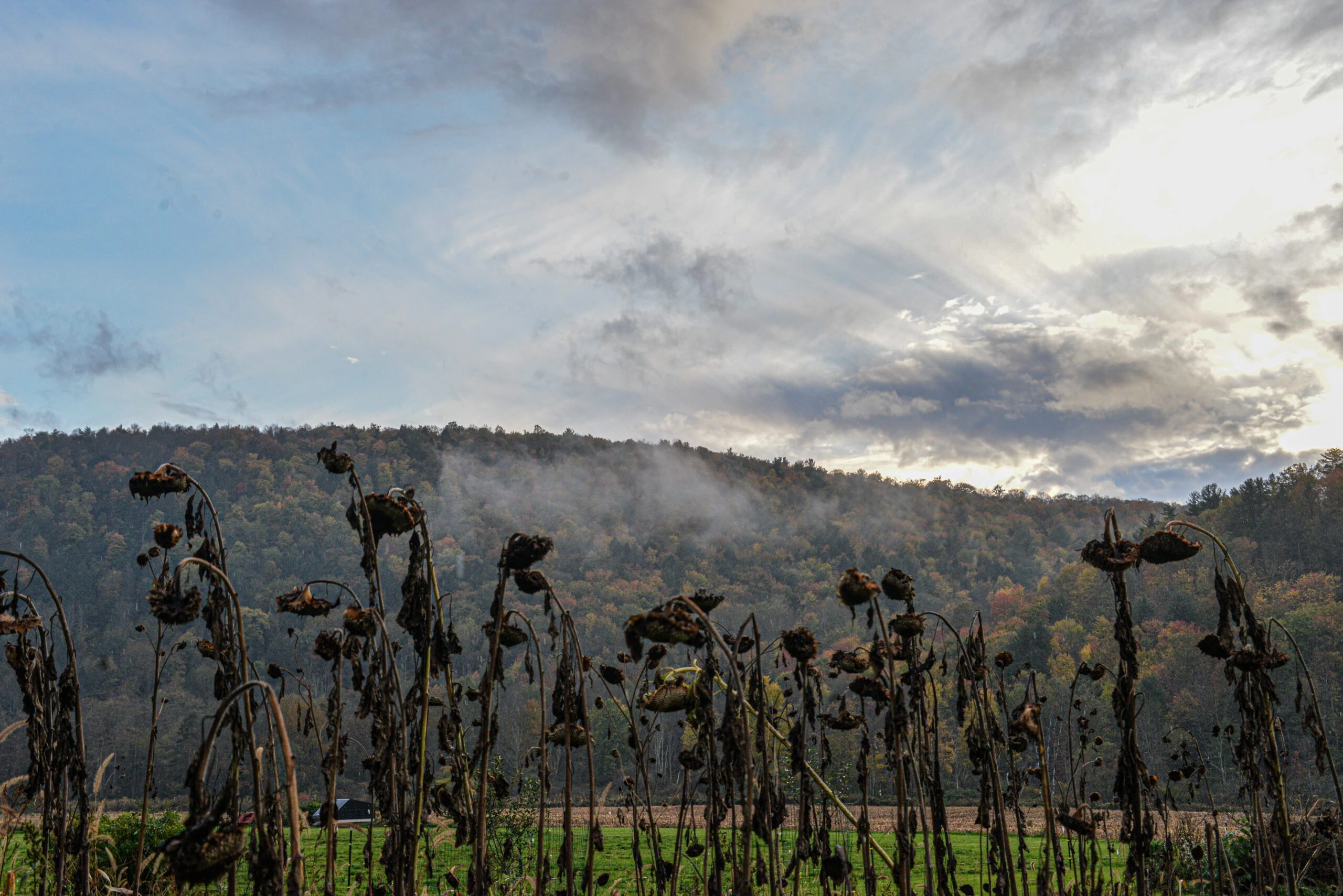 Farm field with dead headed Sunflowers in foreground by Franklin Crawford