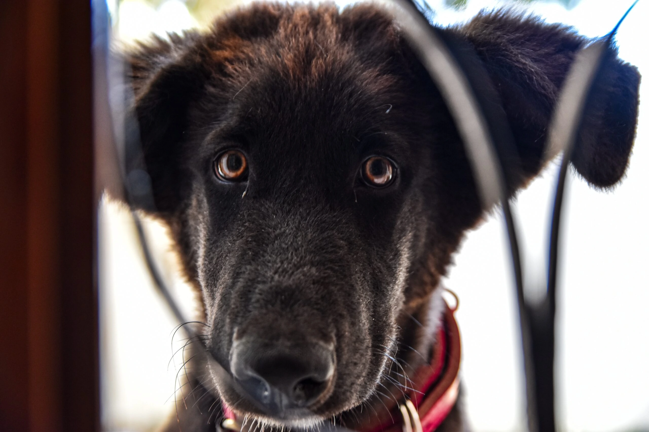 Dog in Chair Frame Josef Key Unsplash