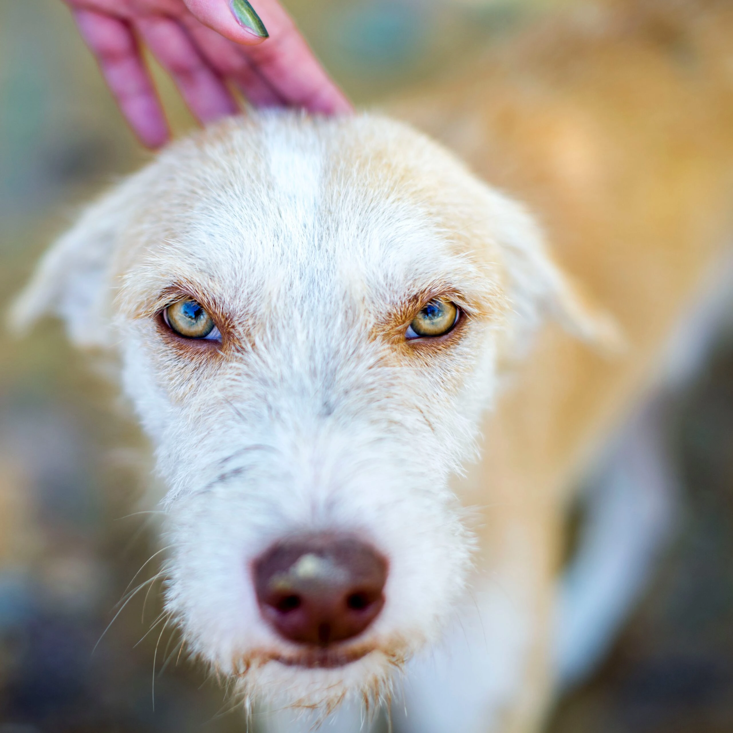 jorge-rosal-Beautiful green eyed dog up close unsplash-scaled