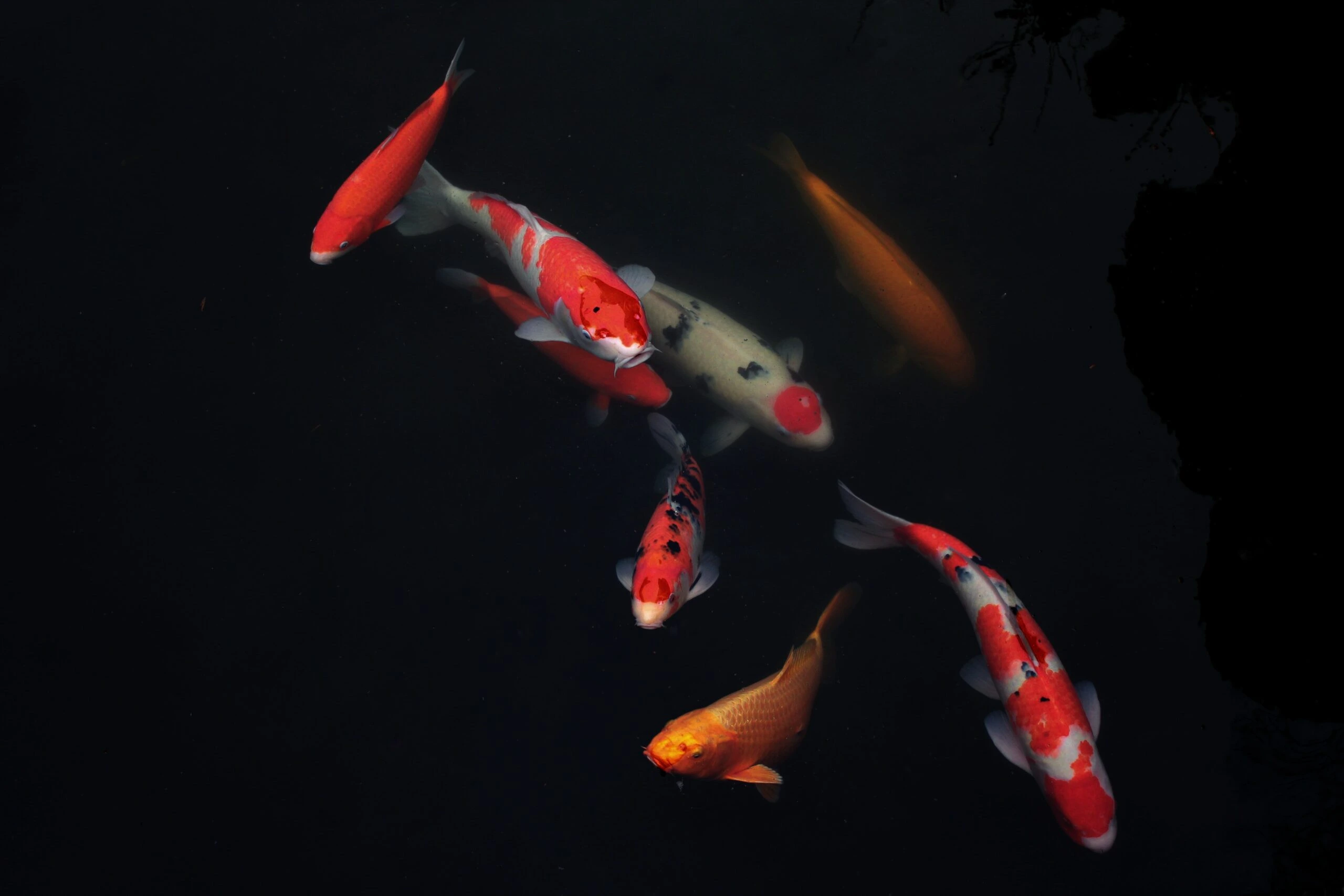 tifenn-degornet-Large Japanese Koi fish in pond-unsplash