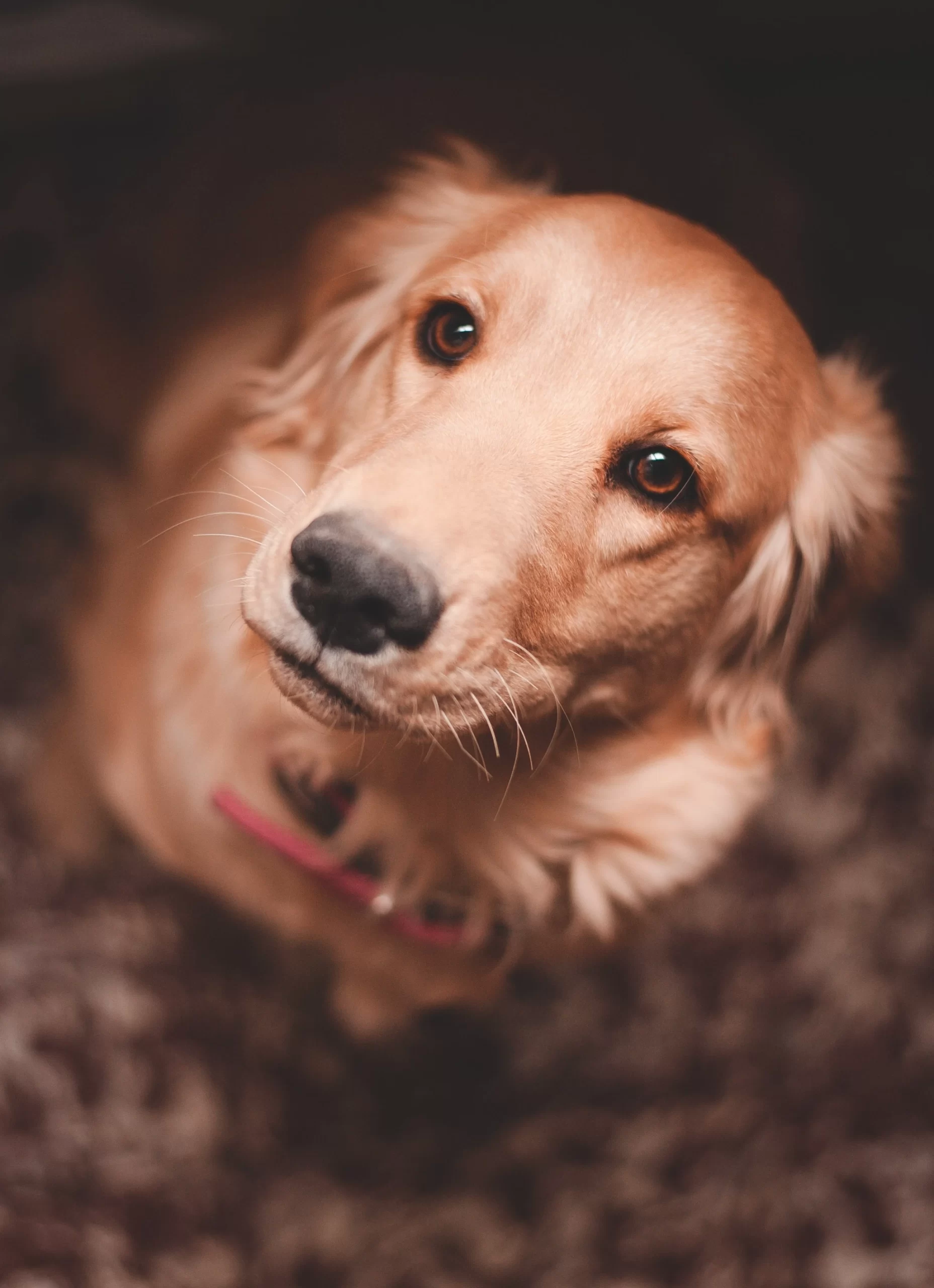 daniel-cano-Golden Retriever up close looking up into lens-unsplash