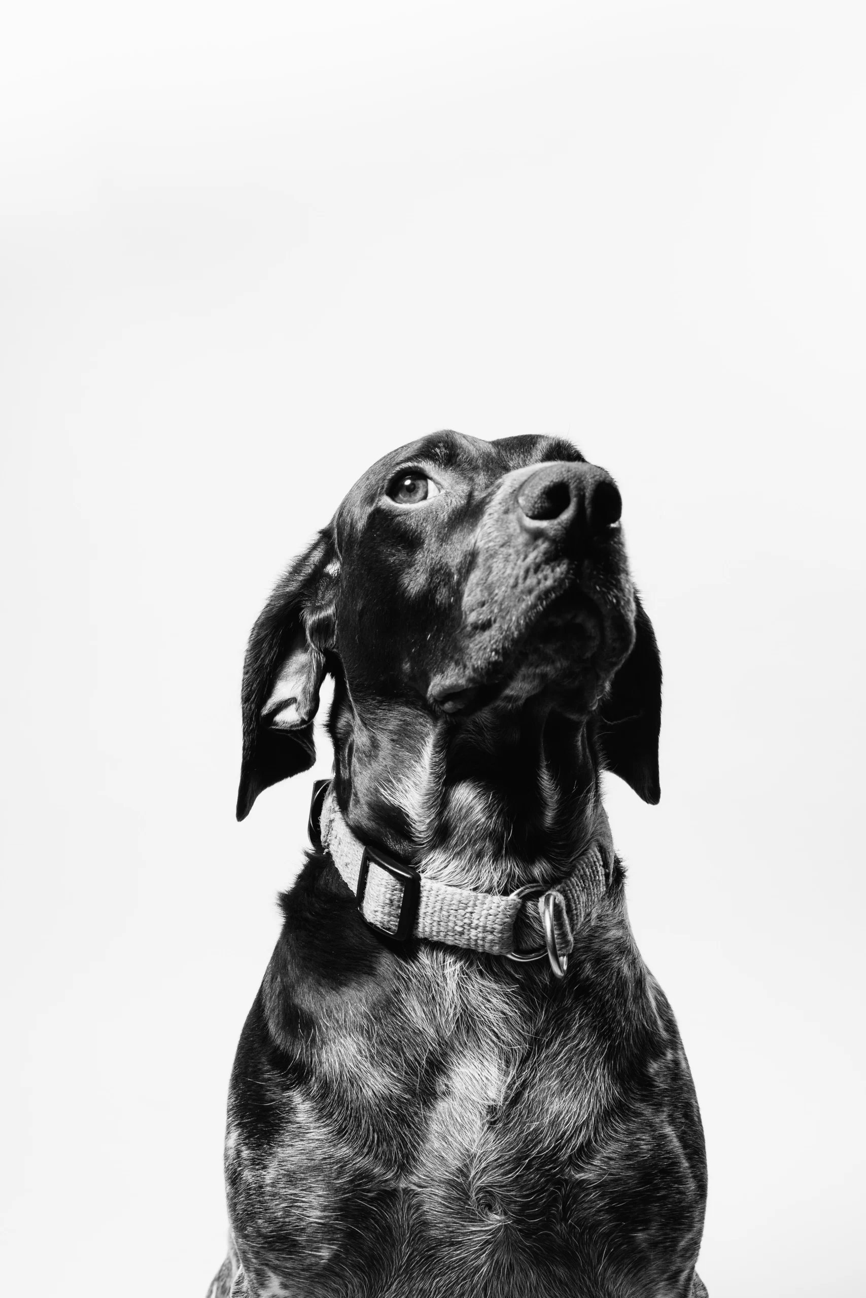 fabian-gieske-black lab-unsplash