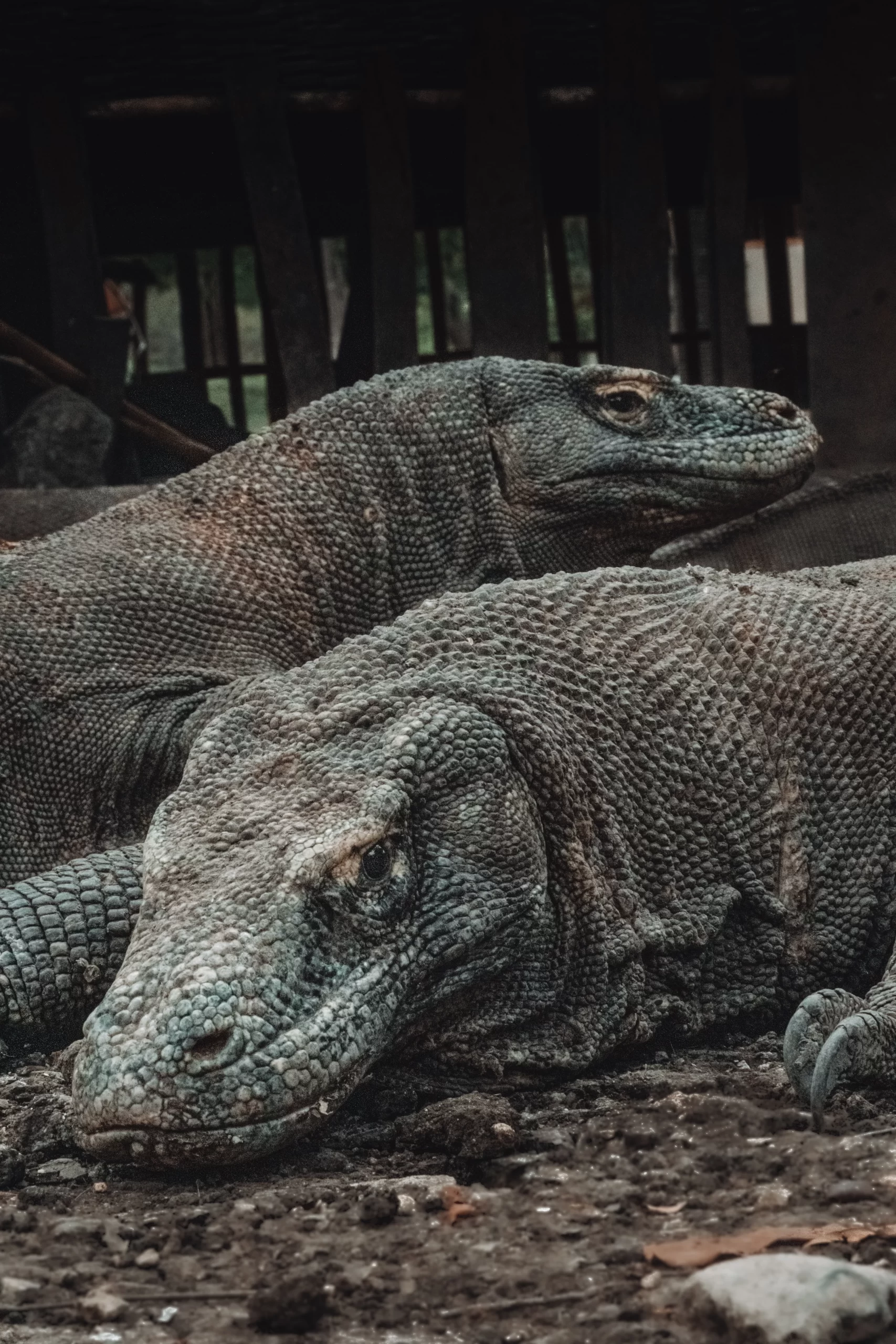 guillaume-marques-Komodo Dragons resting side by side-unsplash