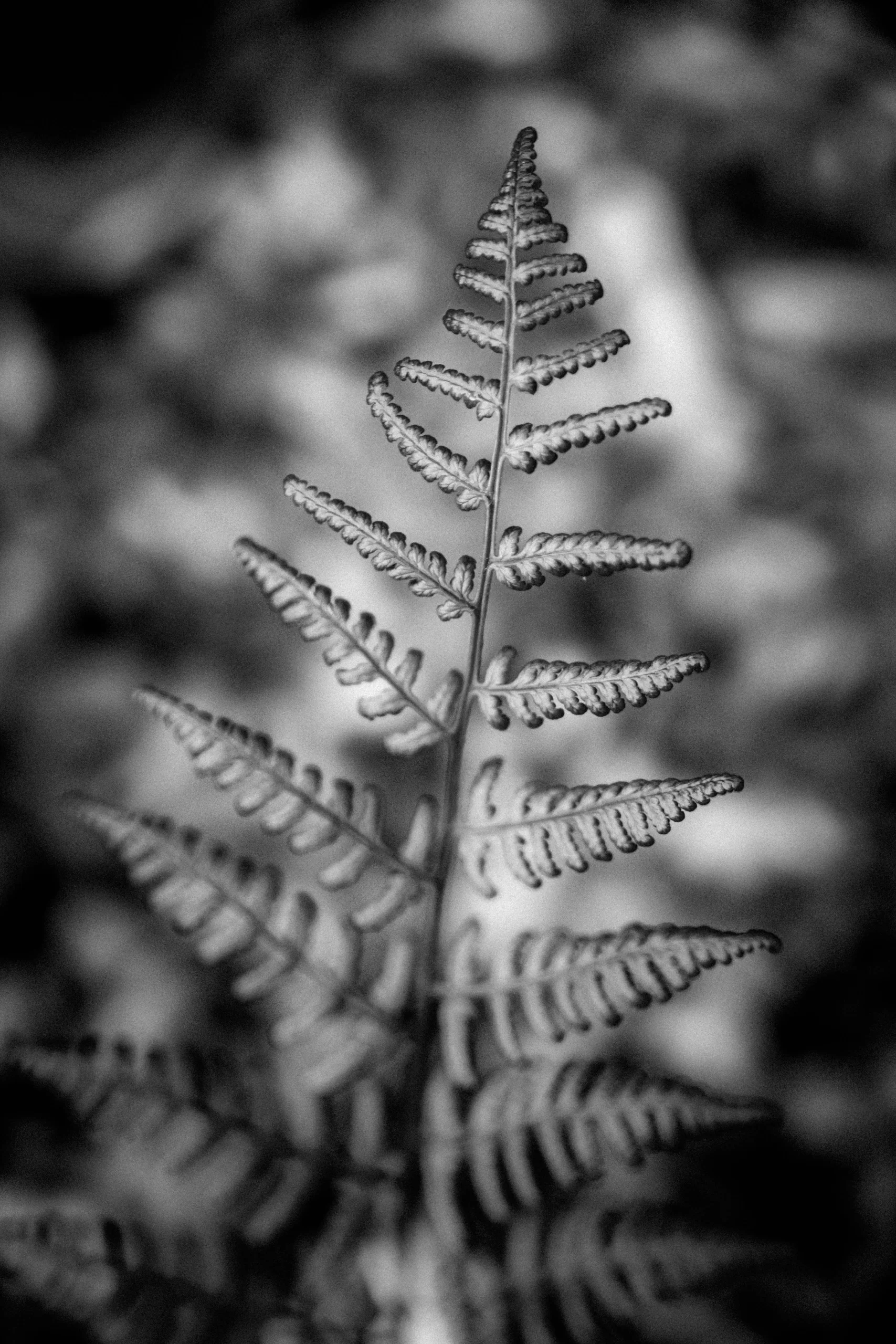 tim-hufner-Fern Fronds in black and white unsplash