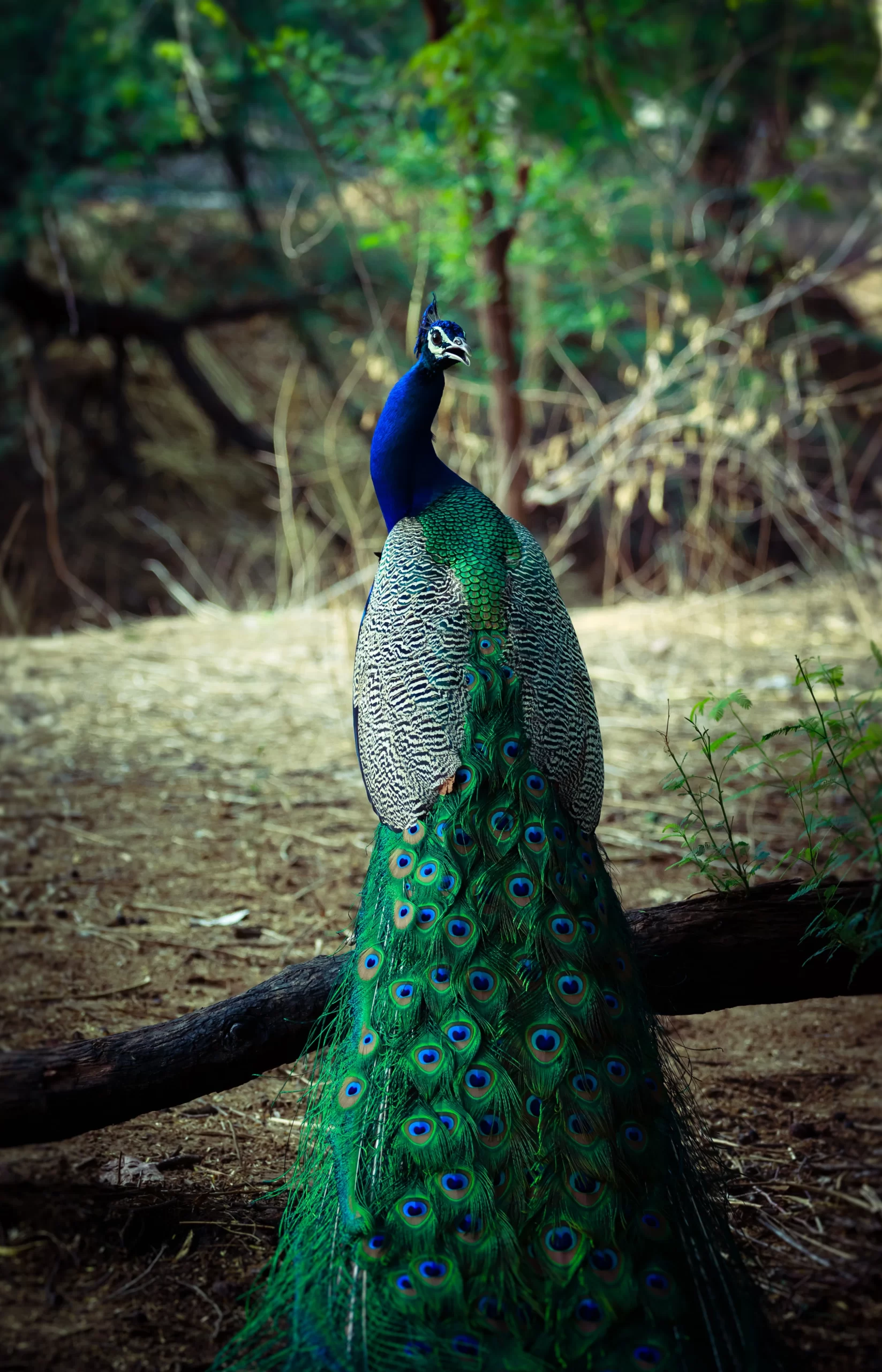 lenstravelier-Peacock-unsplash