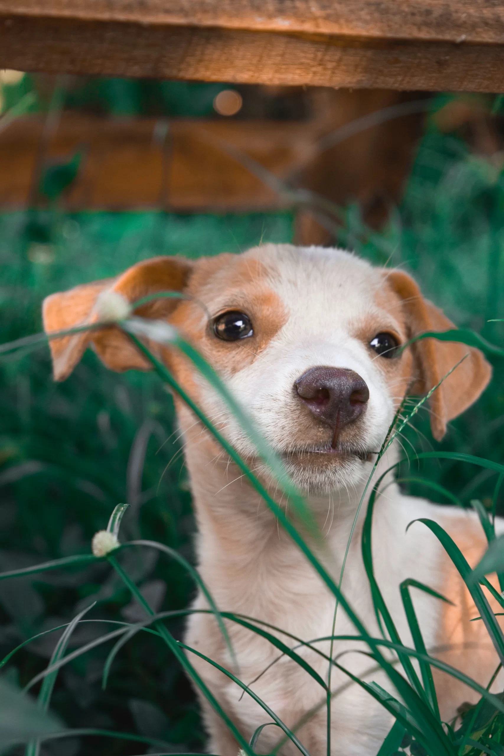 mariella-francis-Jack-Russell-up-close-unsplash-1-scaled.webp