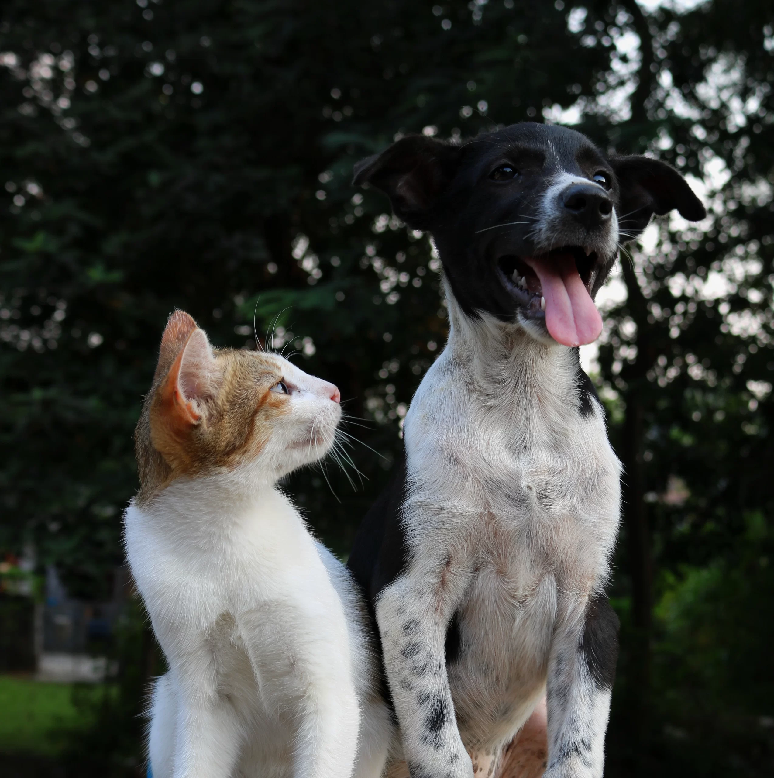 anusha-barwa-cat looking at dog close up unsplash (2)