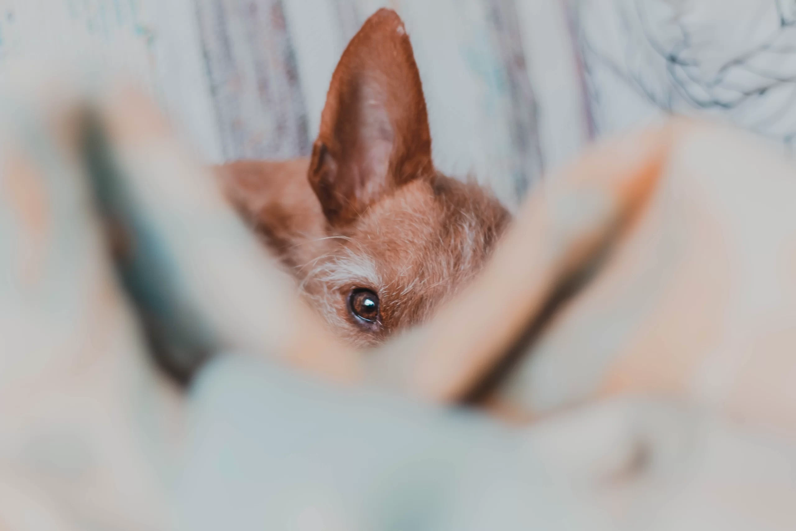 claudia-manas-chi·hua·hua peers out between blankets unsplash