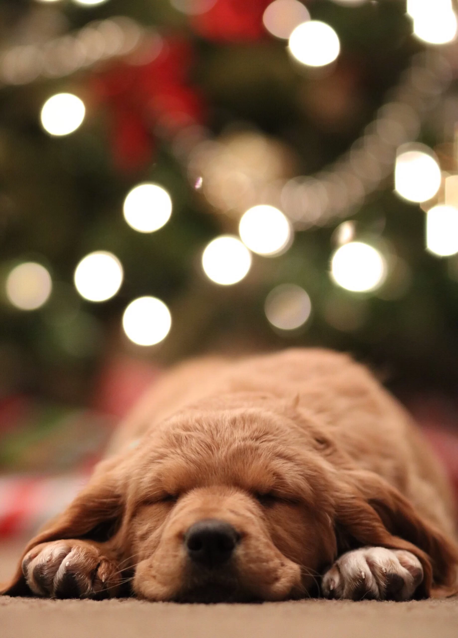 mark-zamora-dog lying down with face on knees-unsplash