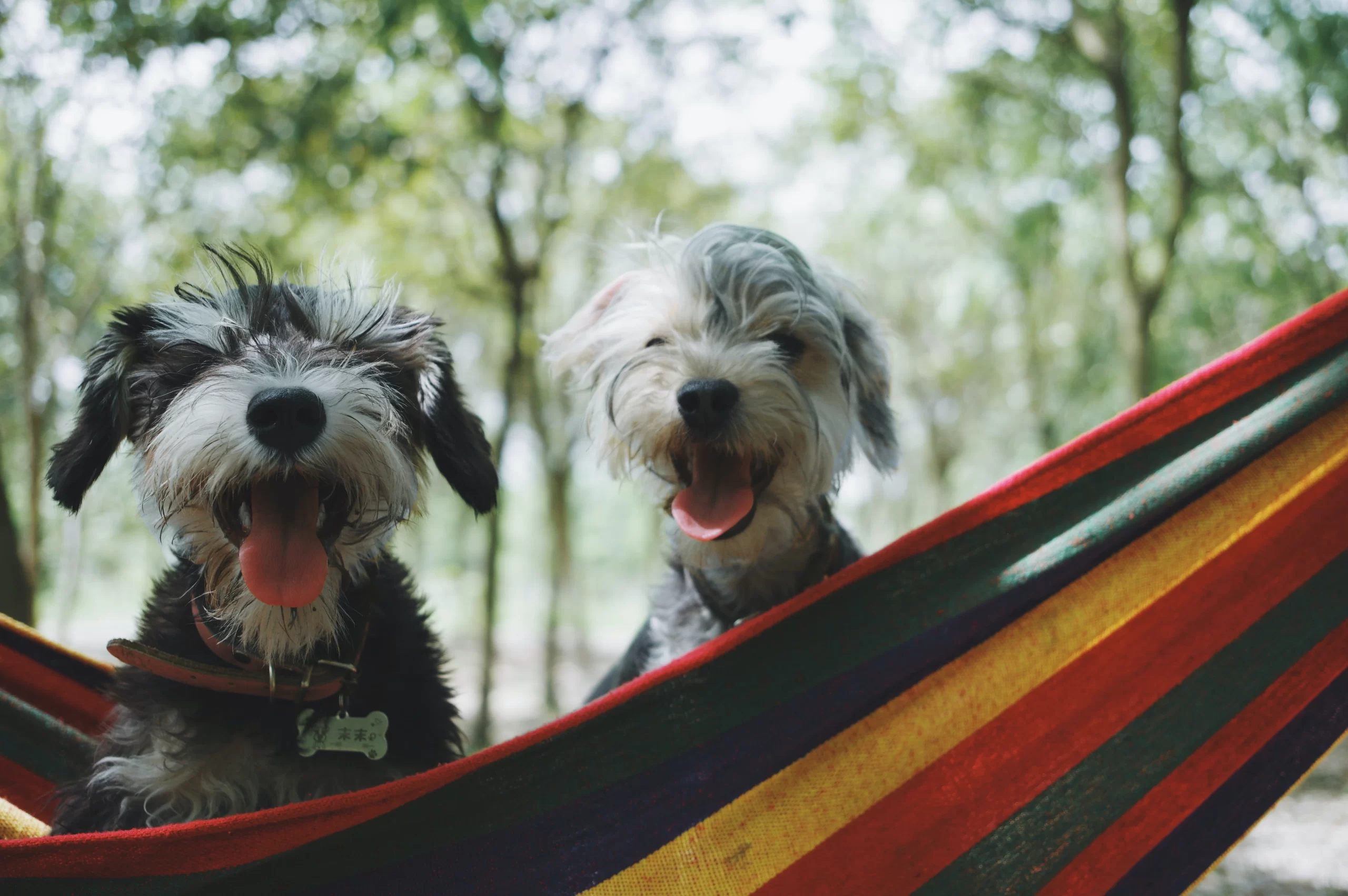 alvan-nee-two terrier pups looking thru window-unsplash