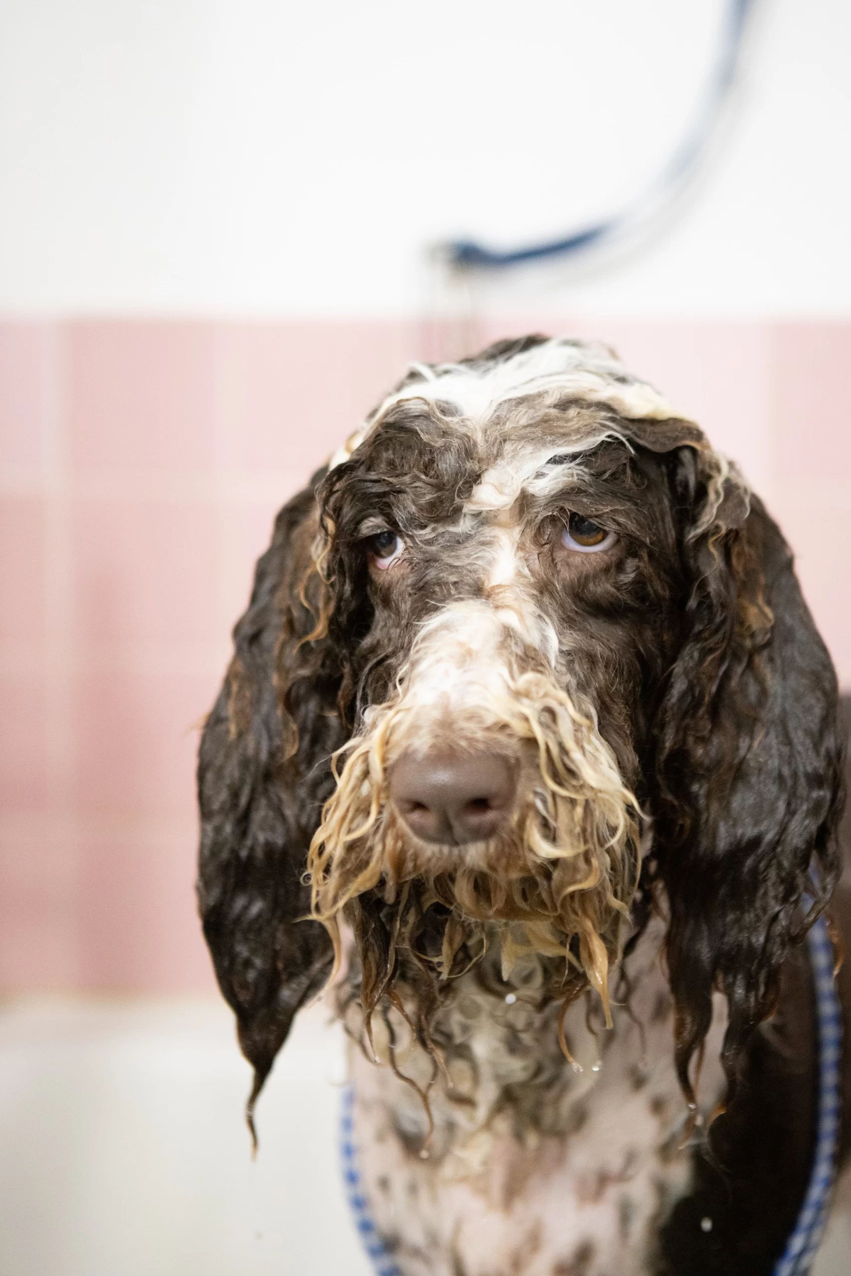 benjamin-lehman-Shaggy-Mut-after-bath-unsplash-scaled.webp