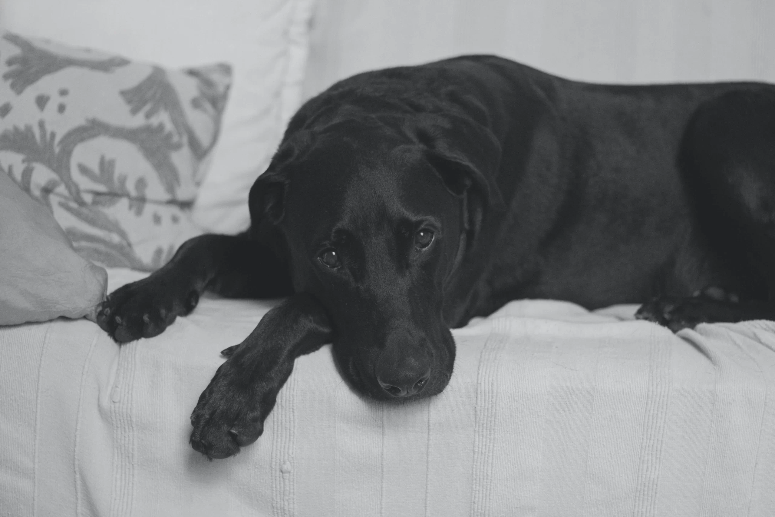 isabela-kronemberger-Black Labrador on white sofaunsplash