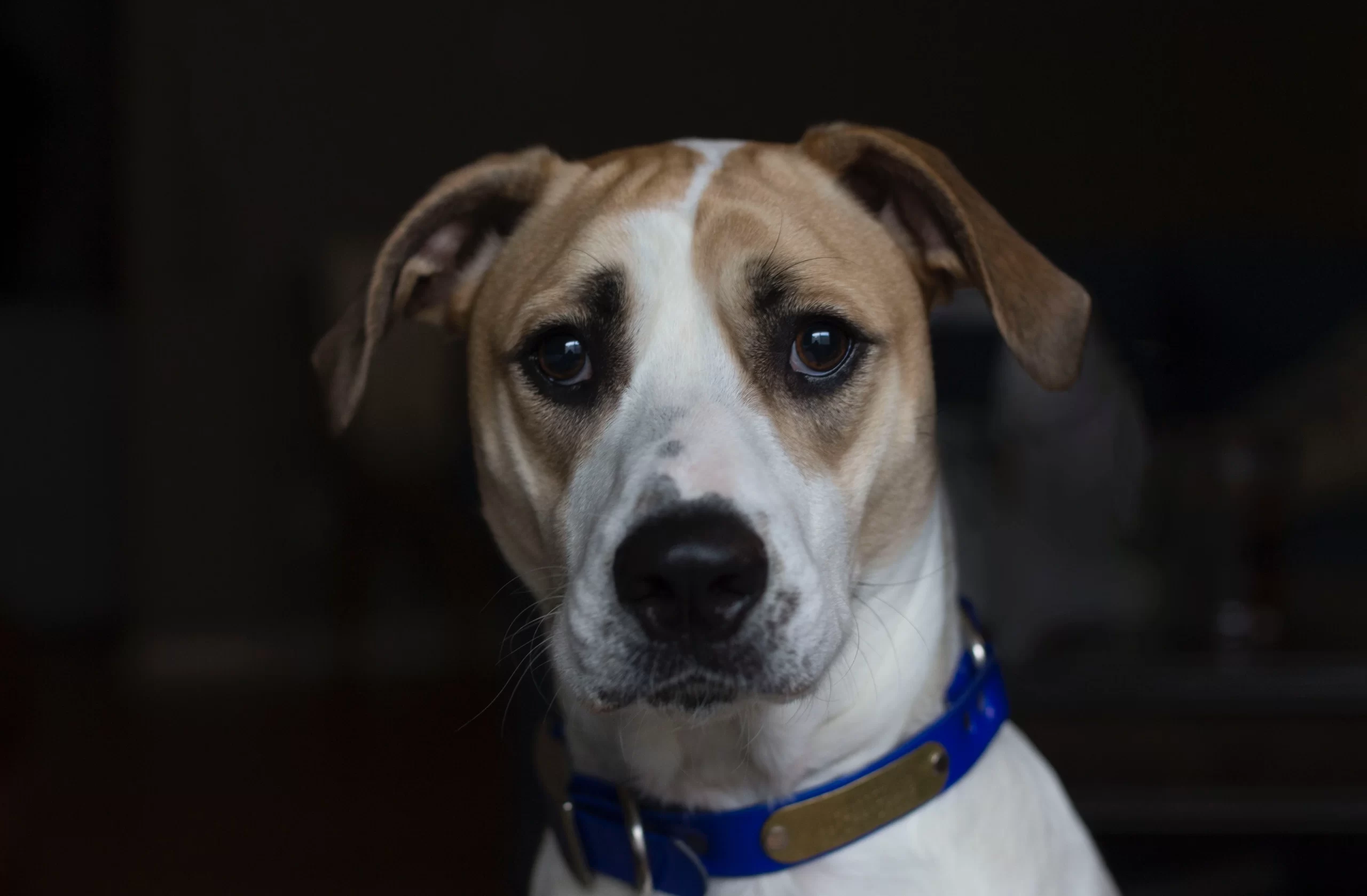 jarrod-reed-Worried dog-unsplash