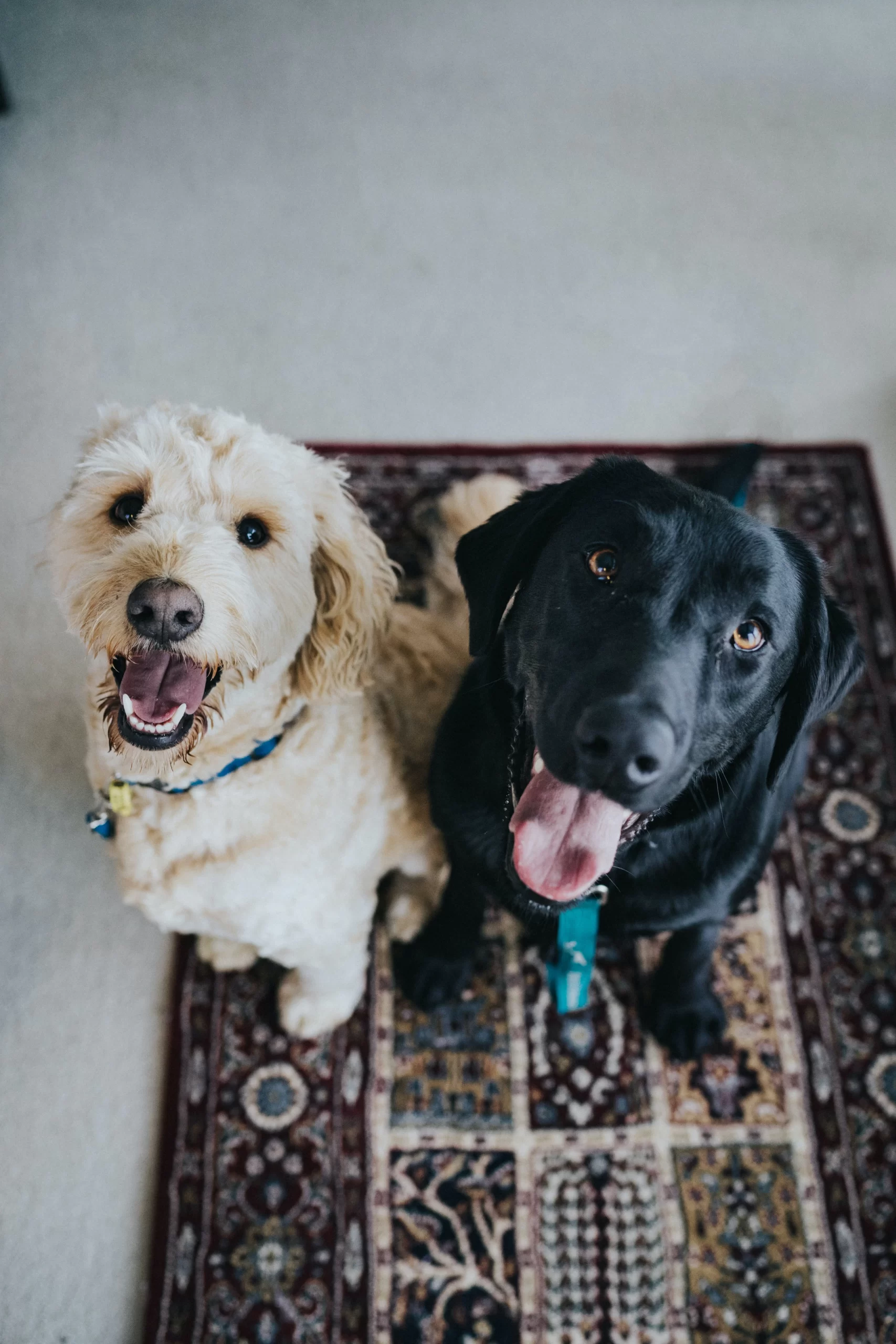 jay-wennington-Labrador Dogs-on-carpet-two-unsplash-1-scaled.webp