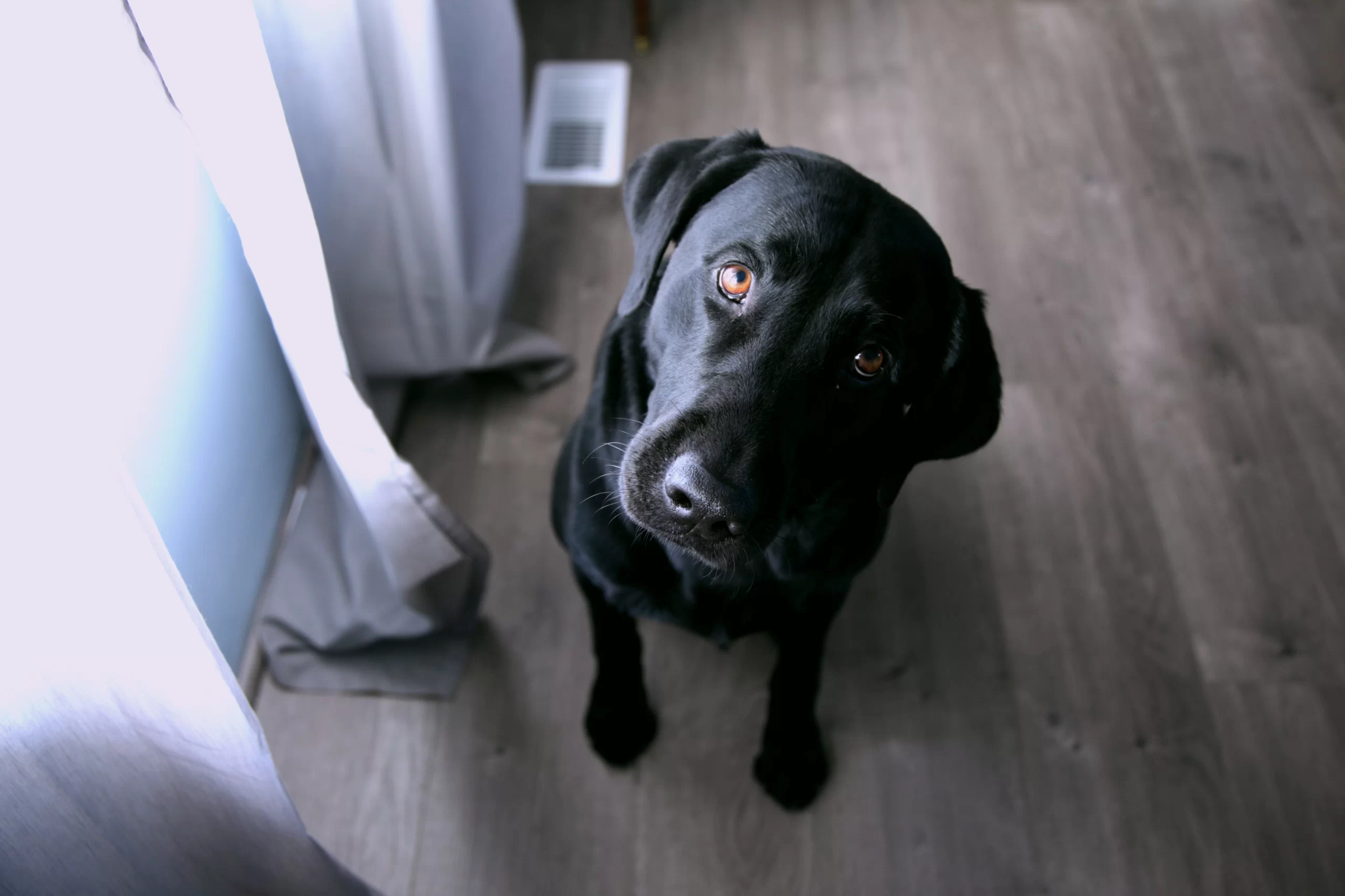 sharon-mccutcheon-black lab looking up at camera owner-unsplash