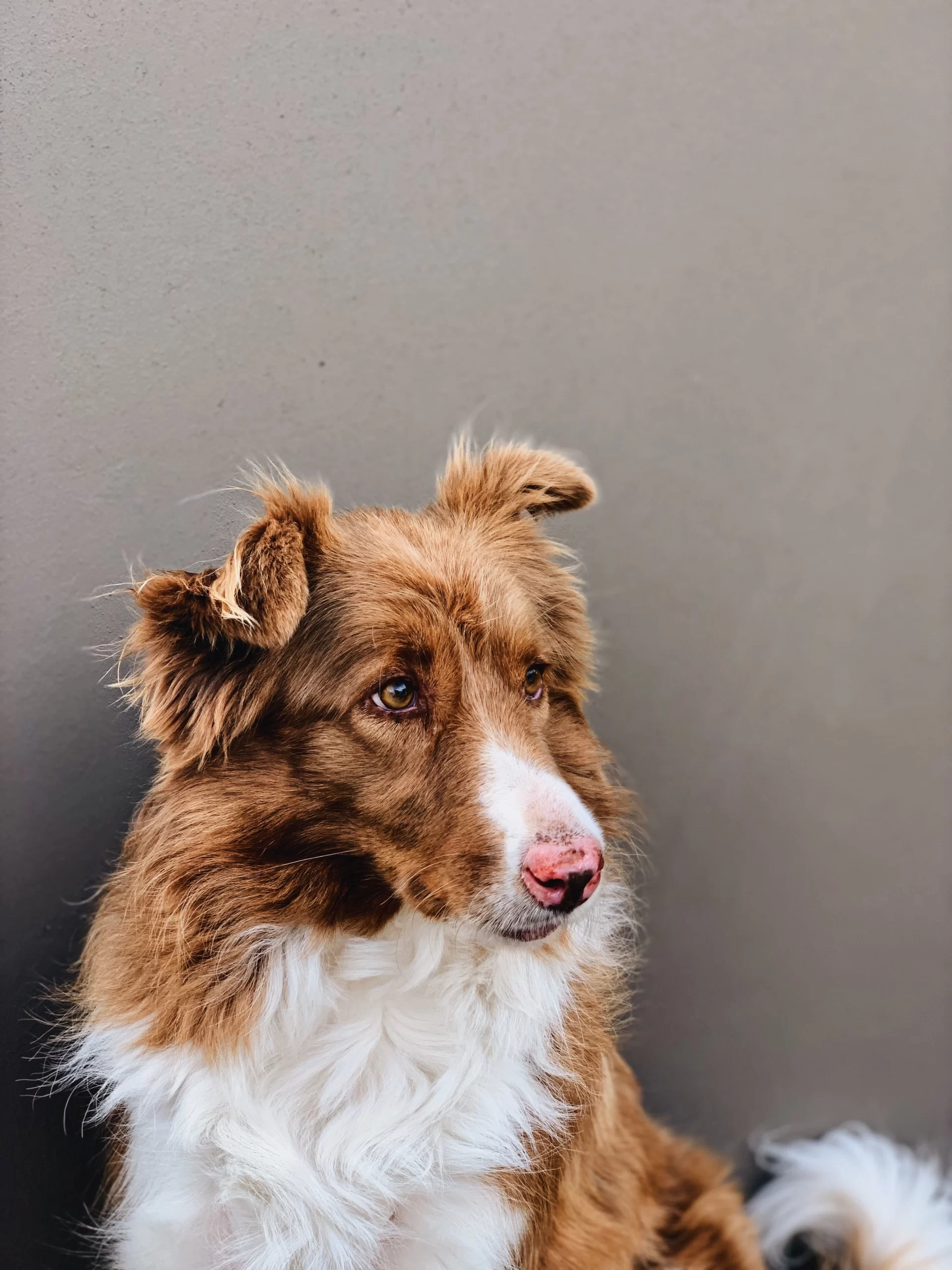 sincerely-media-Mut with ears alert -unsplash