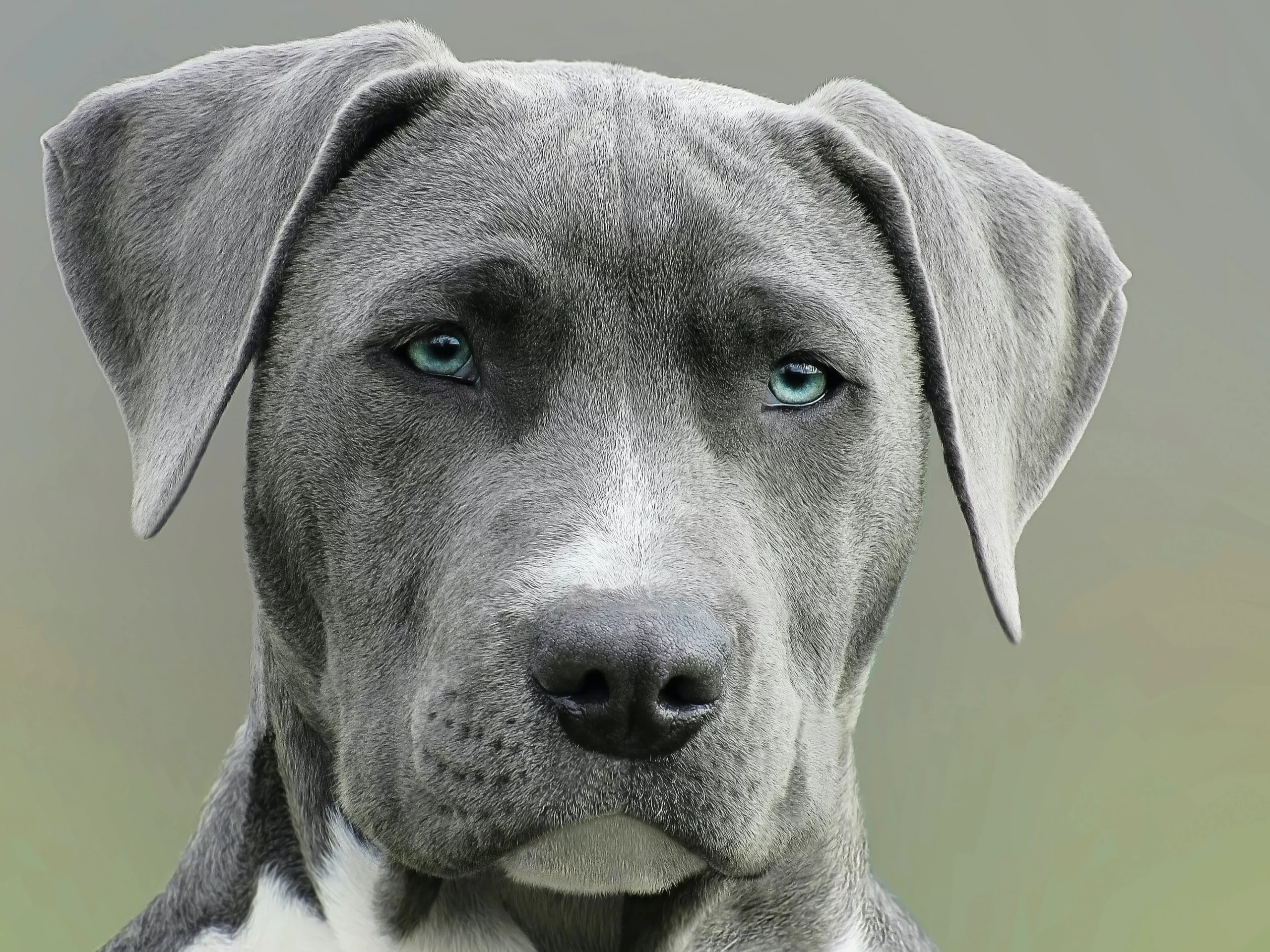 alexandru-rotariu-Hound looking weary eyed at camera-unsplash