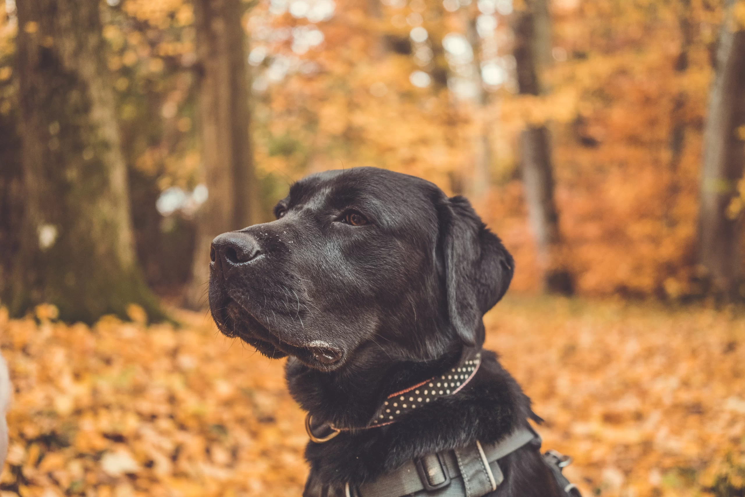 laudio-schwarz-Y_black Lab in the woods -unsplash