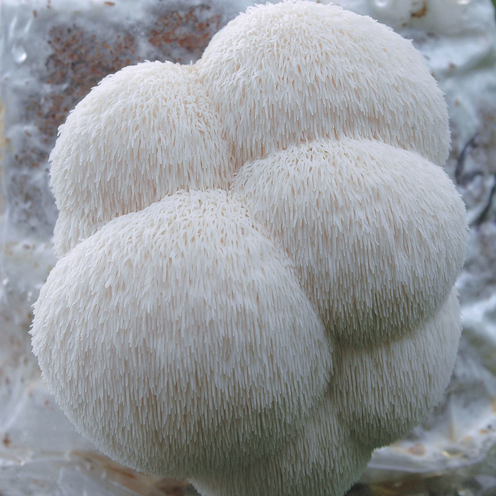 lions-mane-table-top-farm-1