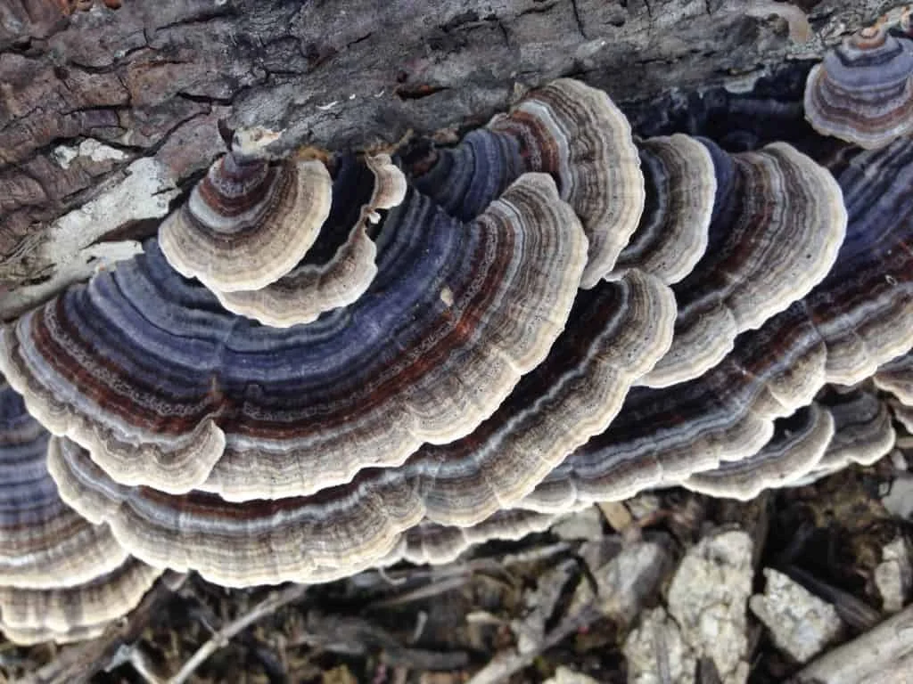 Turkey Tail Mushrooms