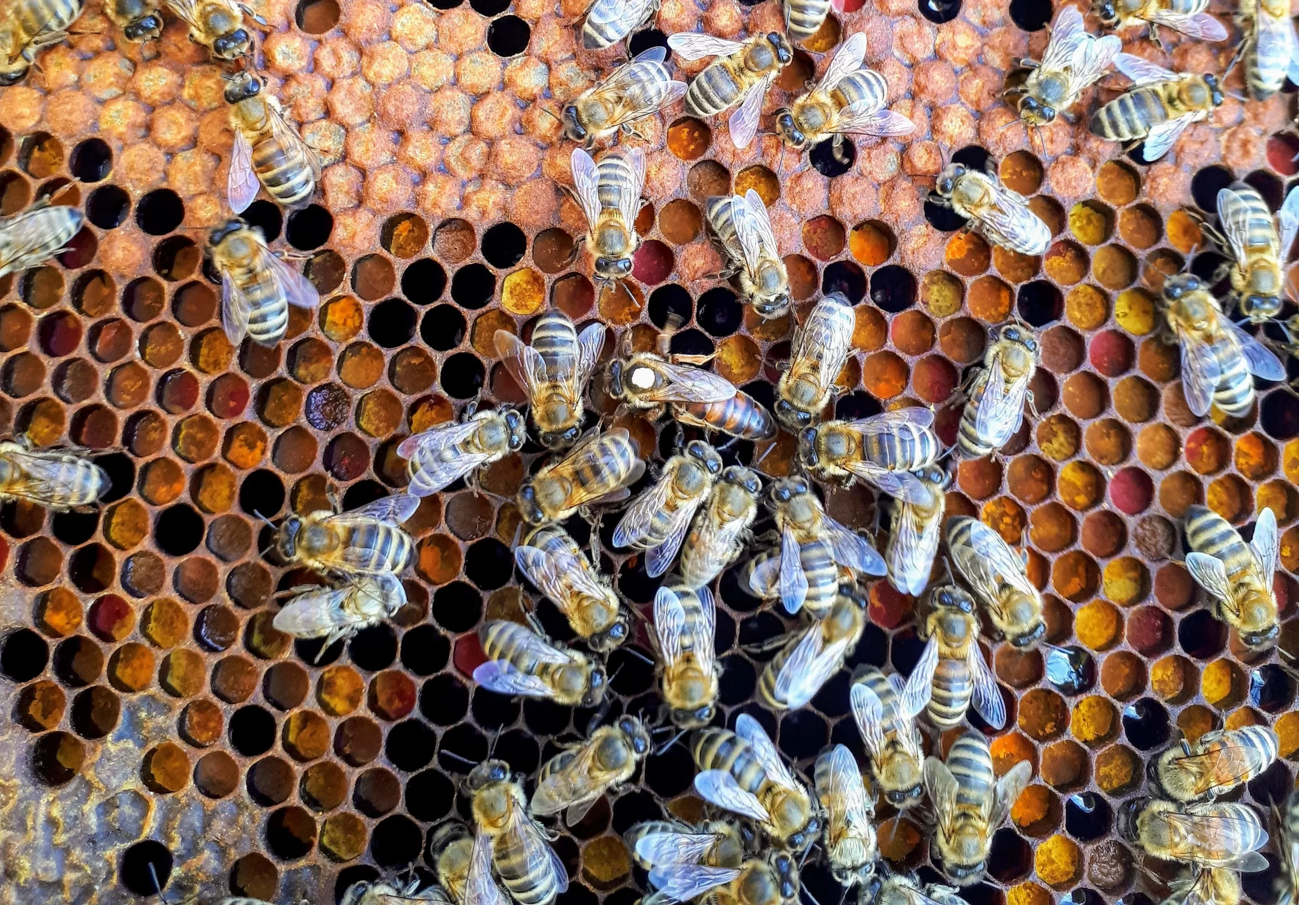 boba-jaglicic-Honey Bees on Honey comb working unsplash (1)