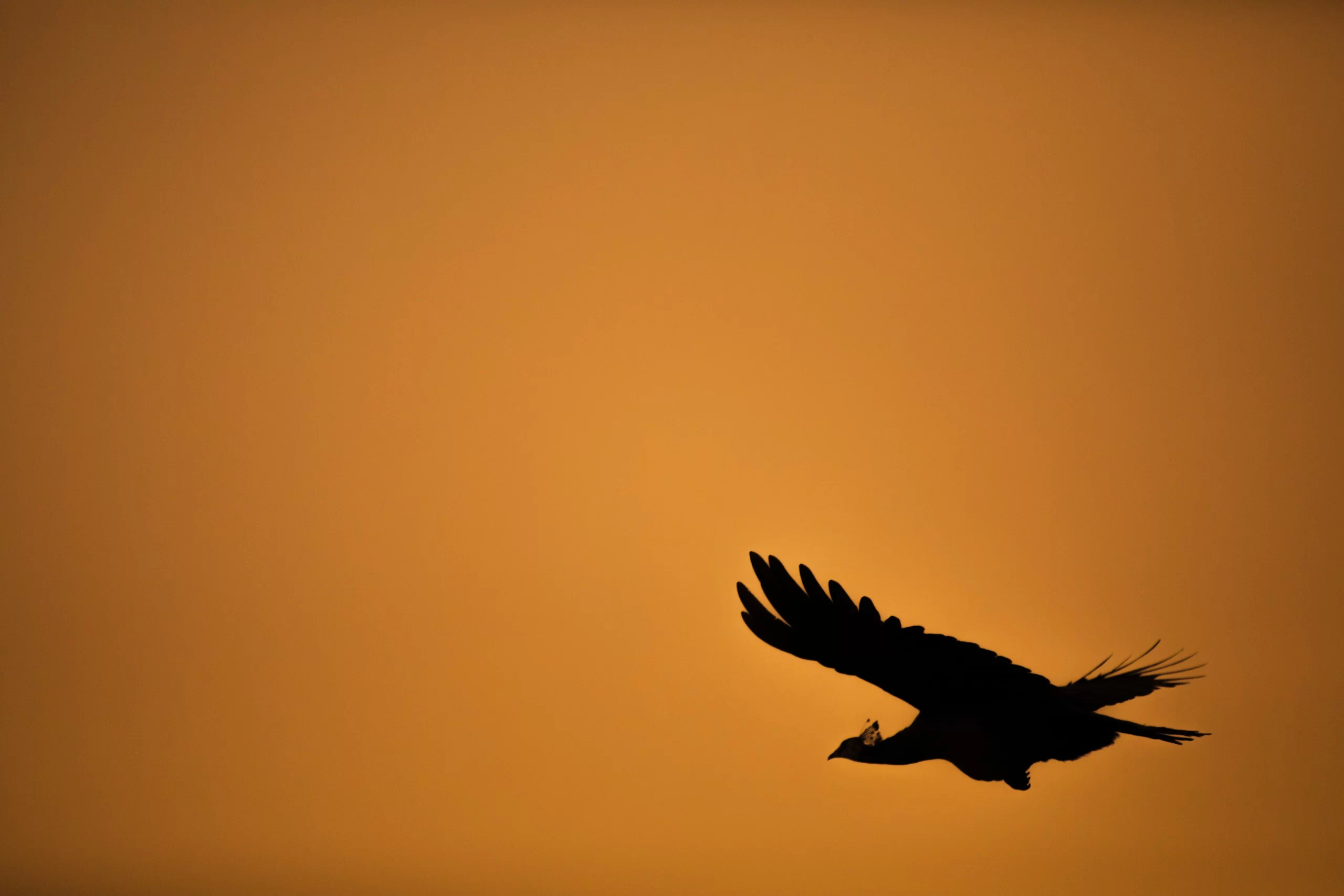 Crow flying against yellow background sky by Darshan Patel on Unsplash