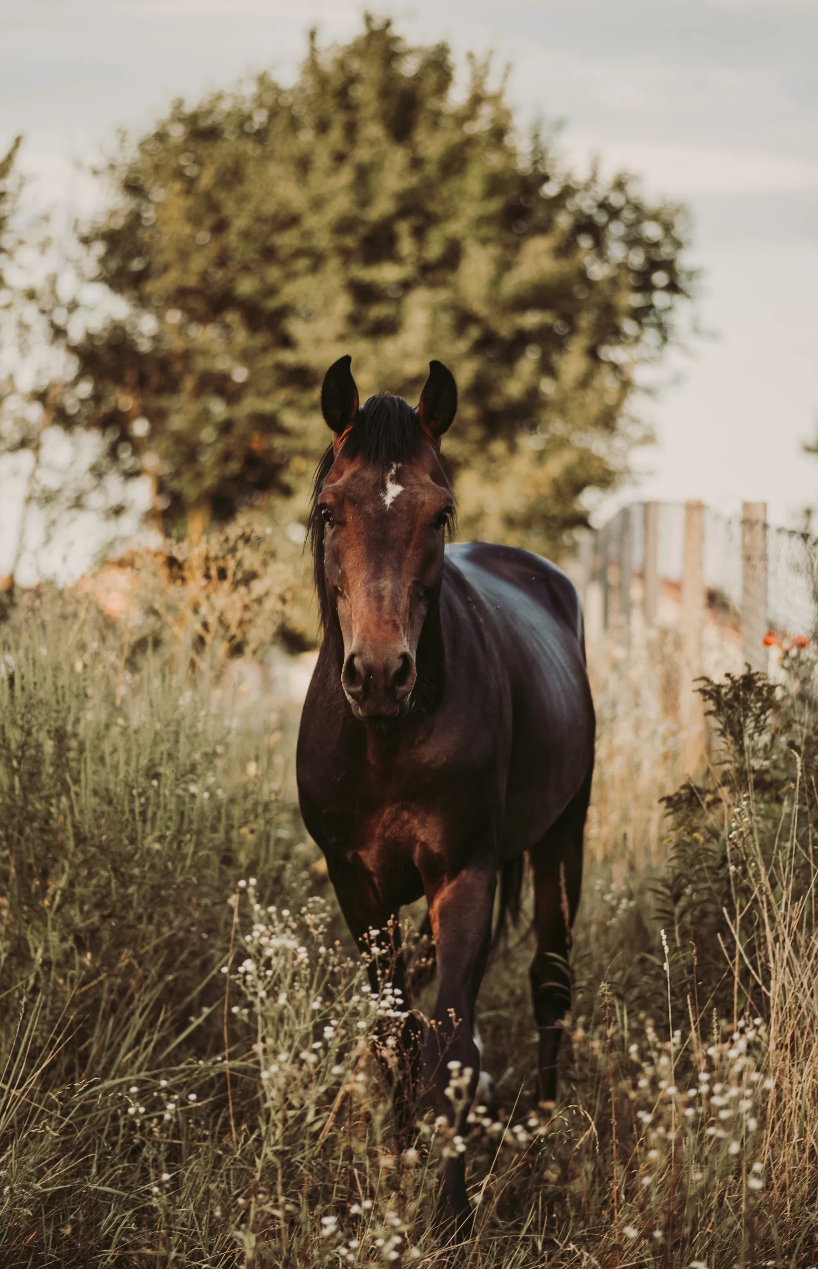 marko-blazevic-Brown mare-unsplash